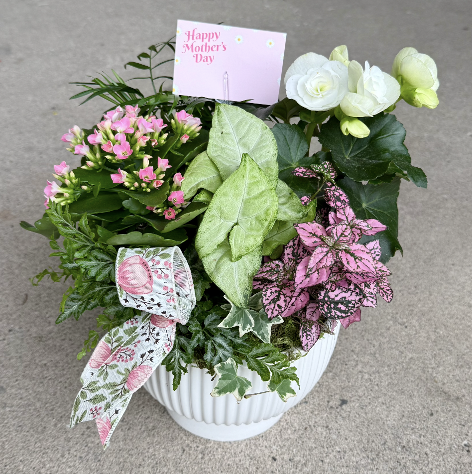 Indoor Plant Arrangement [L]