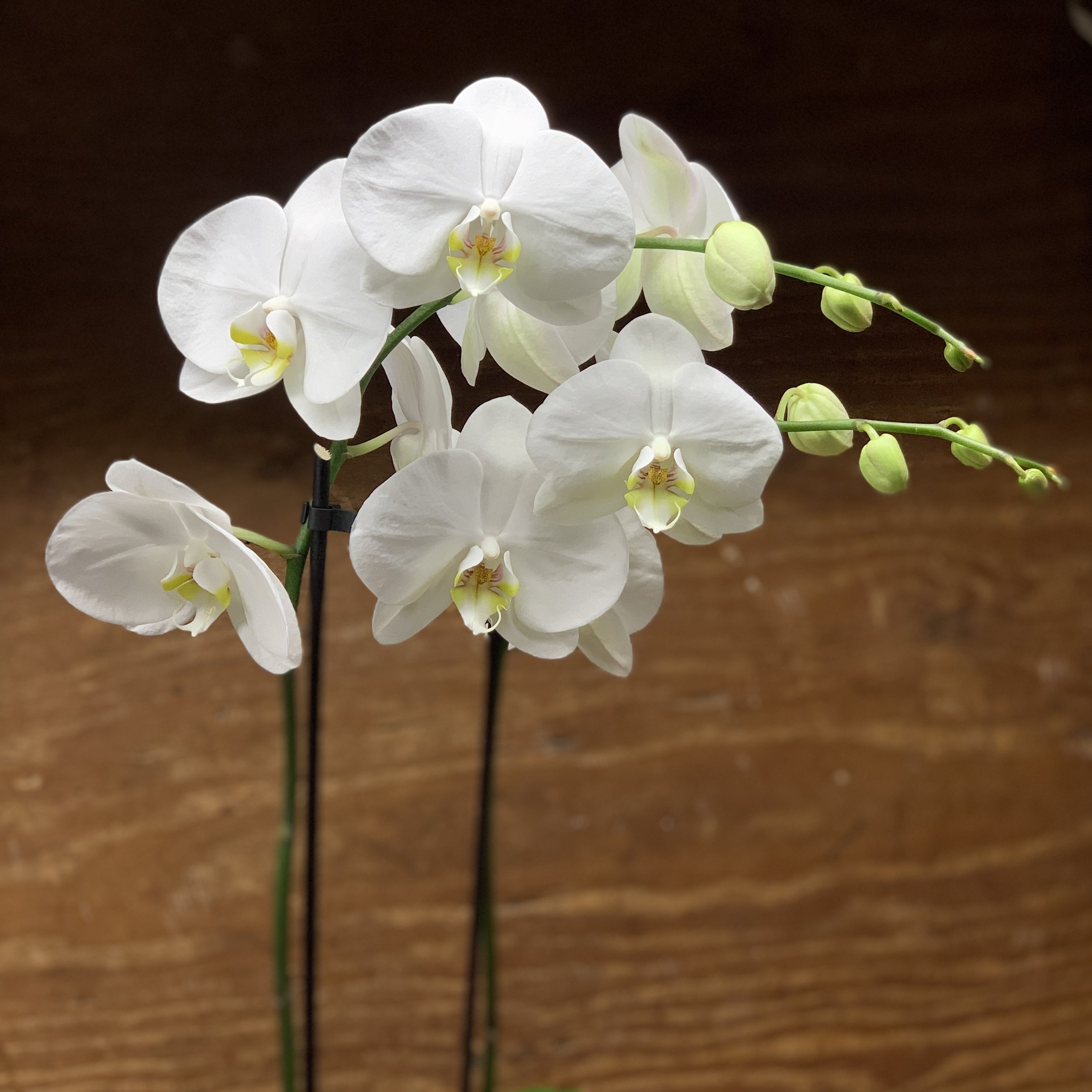 Double Stem White Orchid