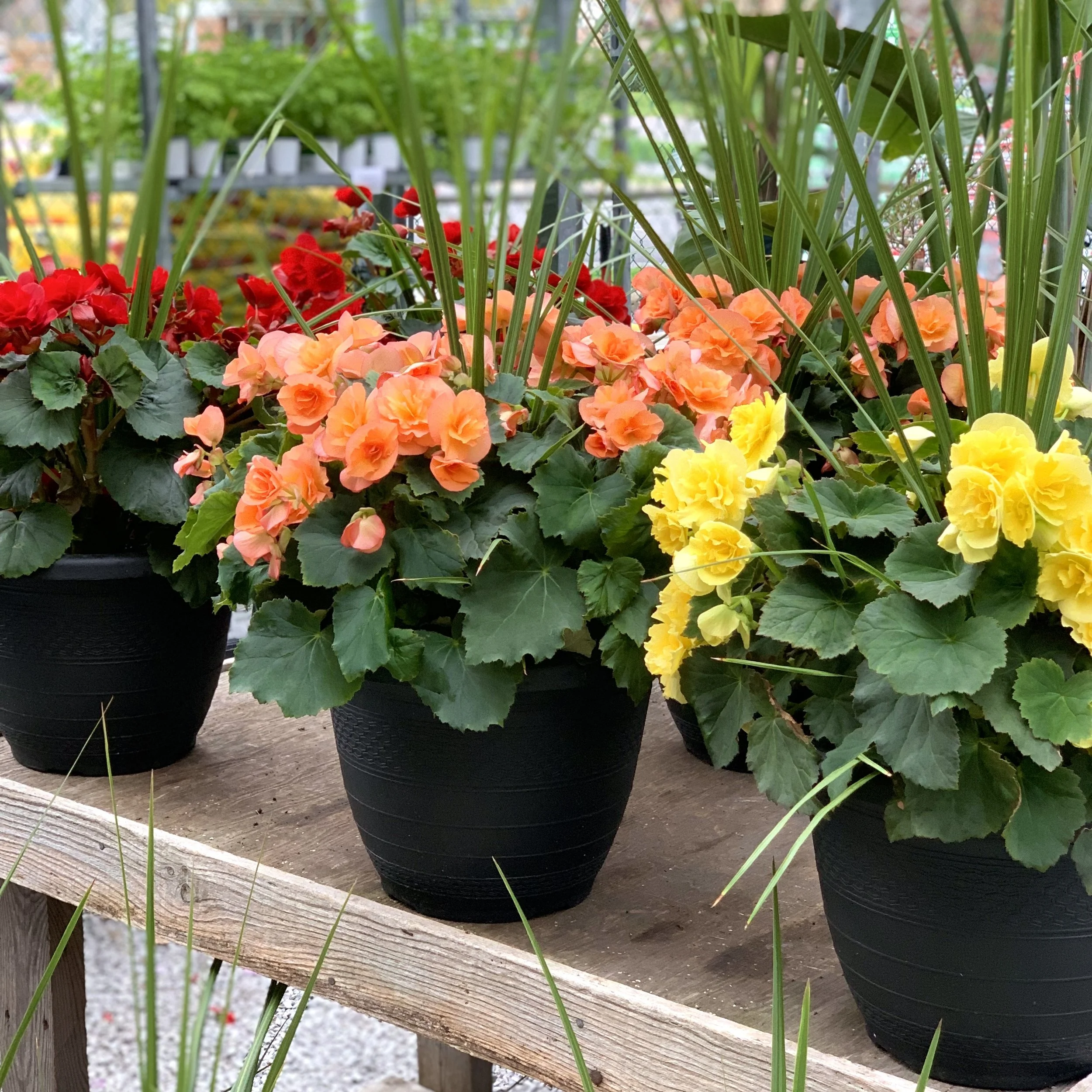 Outdoor Porch Planter [I]