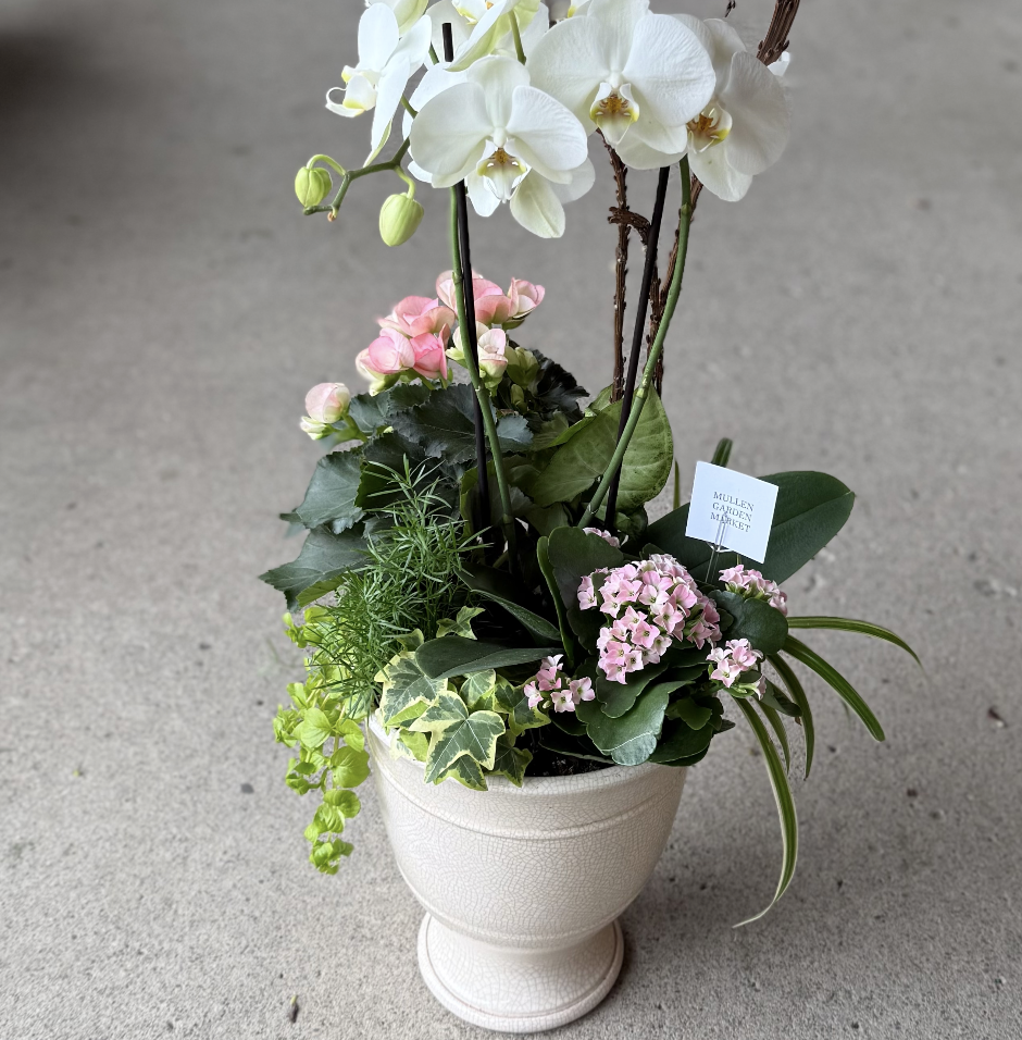 Deluxe White Orchid Planter [O]