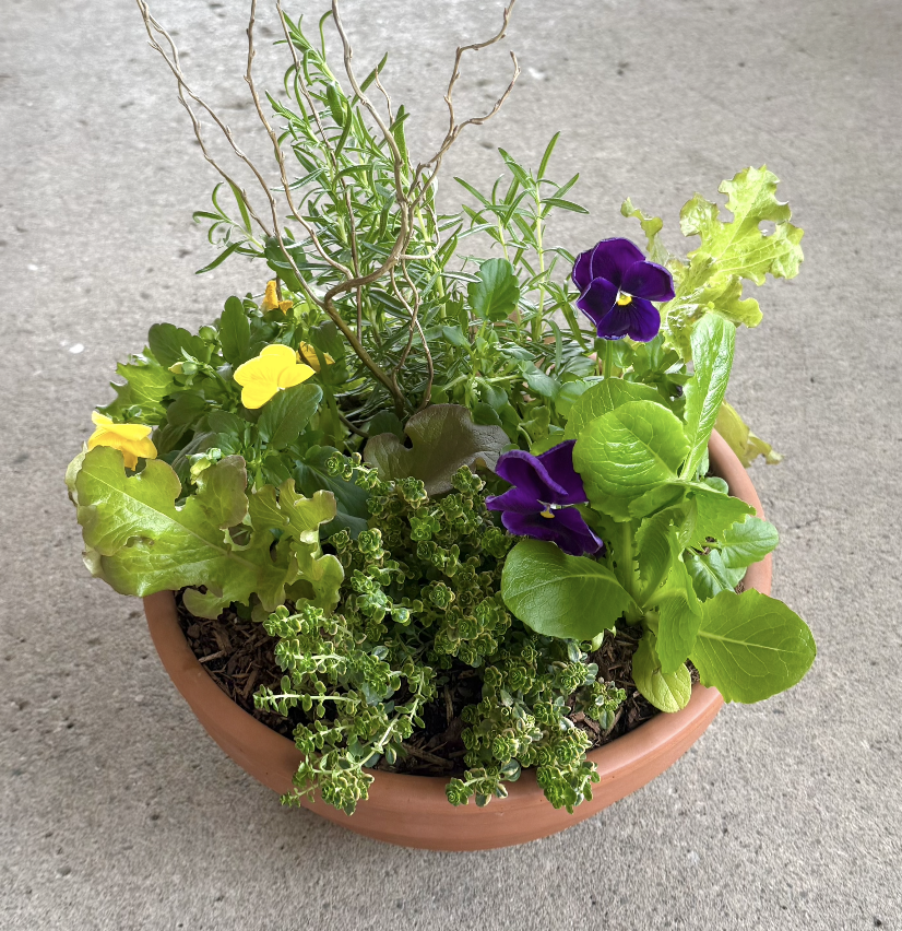 Edible Garden in Terracotta [M]