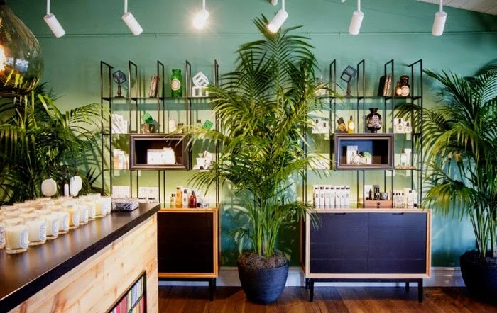 Large product displays on the wall with large palm plant