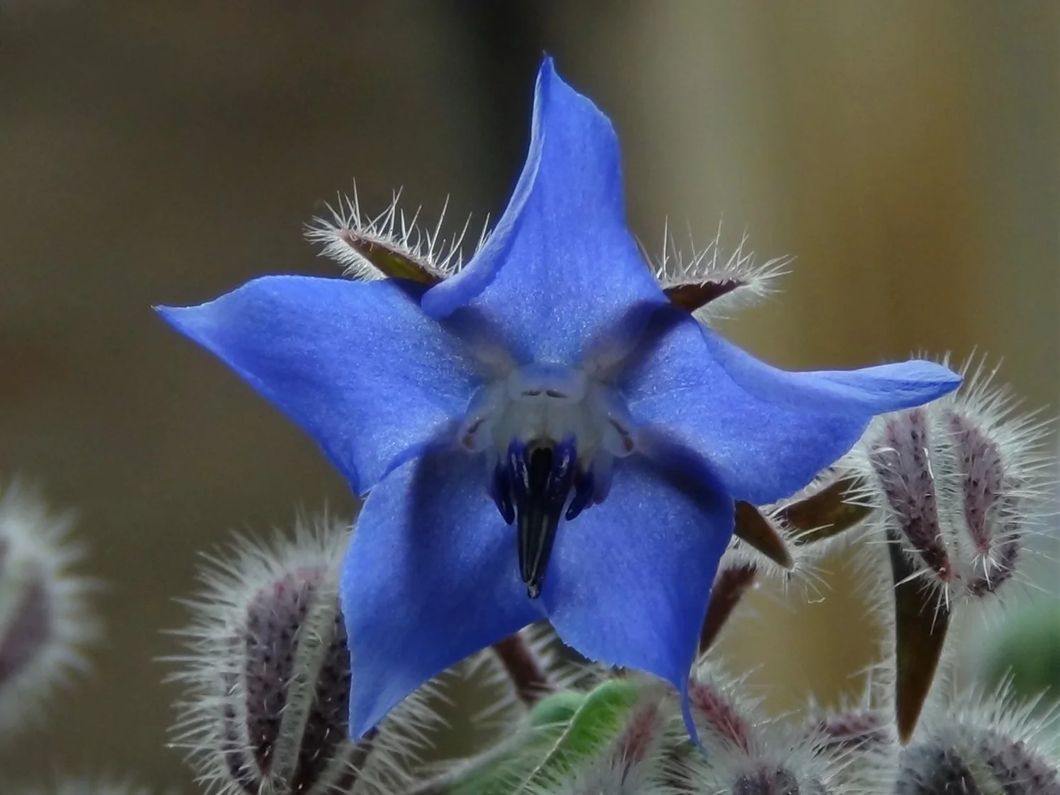 Borage seed oil - what does it bring to our facial oil? 