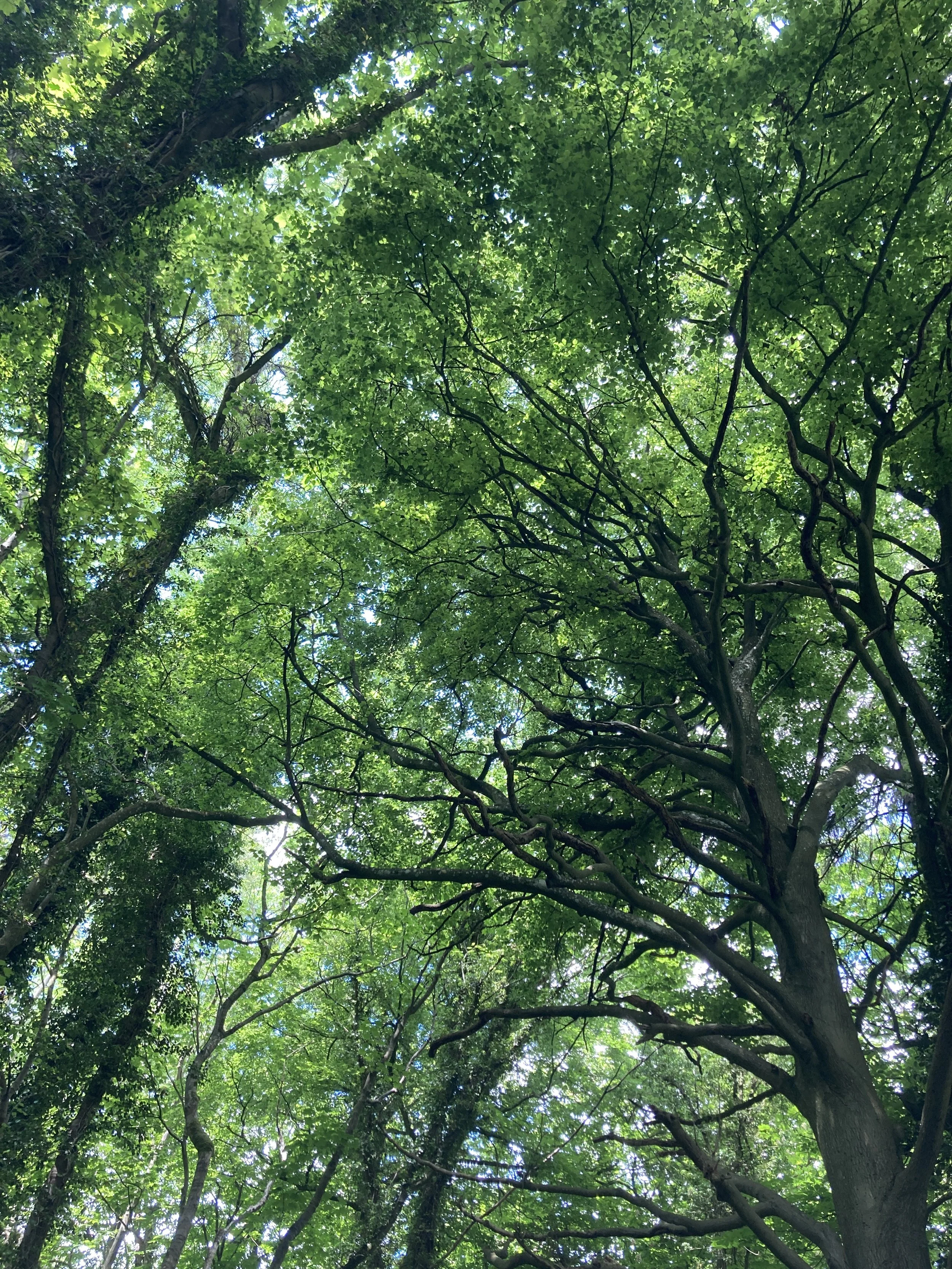 If you go down to the woods today…  A guide to forest bathing.
