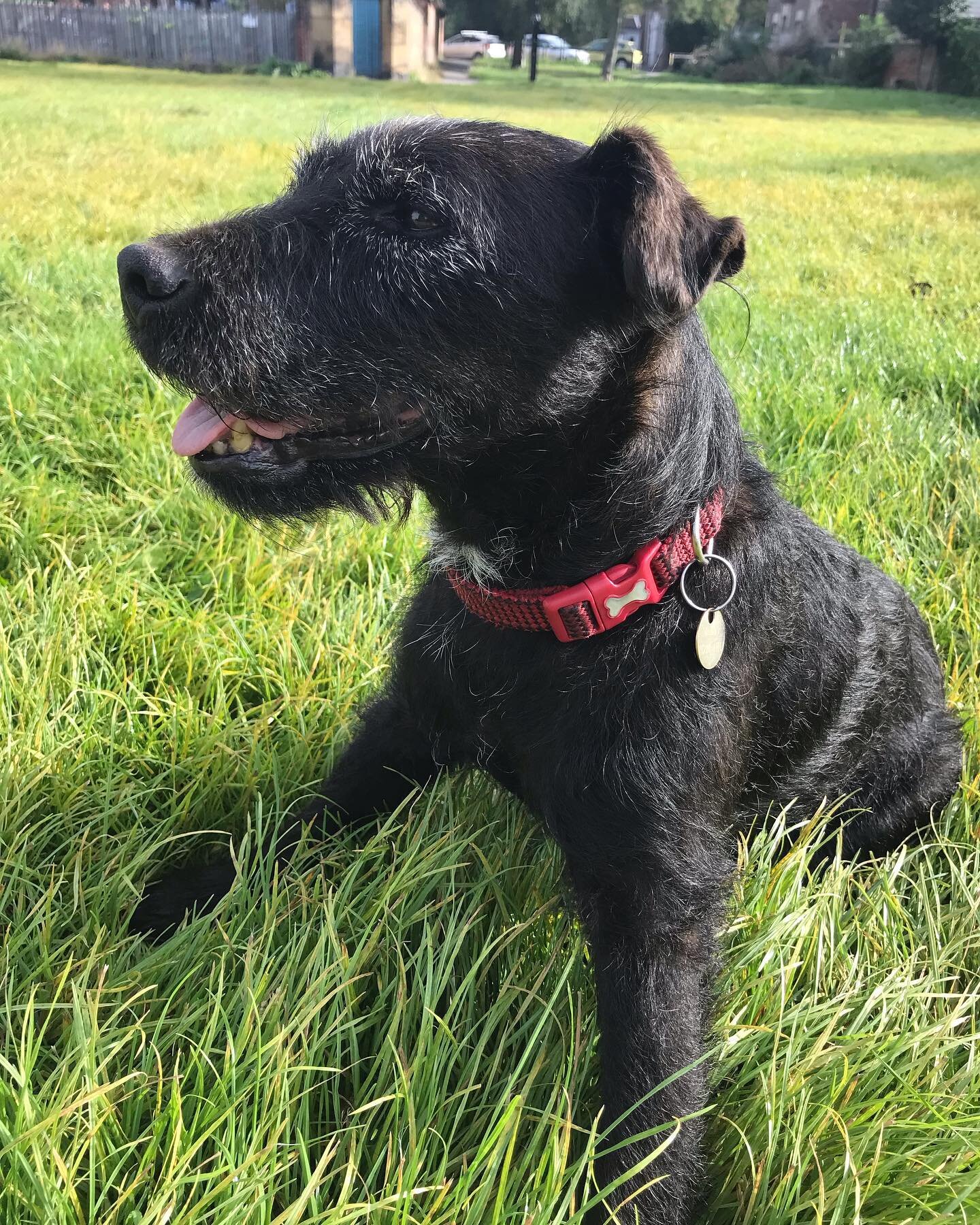 🥳🥳🥳🥳
Having wanted to adopt a dog for years but it never being the right time, in 2018 I finally met an 11 year old Patterdale terrier called Ozzy. 

I knew I wanted a senior dog because they always got overlooked in shelters, and also because I 