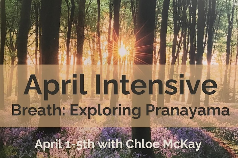 Are you on board for the Intensive challenge?

In person and online options.

Starts next week.

Sign up via @stablesyoga or my website (link in bio).

Ps Monday&rsquo;s session starts at 8am, Tue- Fri is 7am.

#yorkyoga #yogayork #yorkyogacommunity 