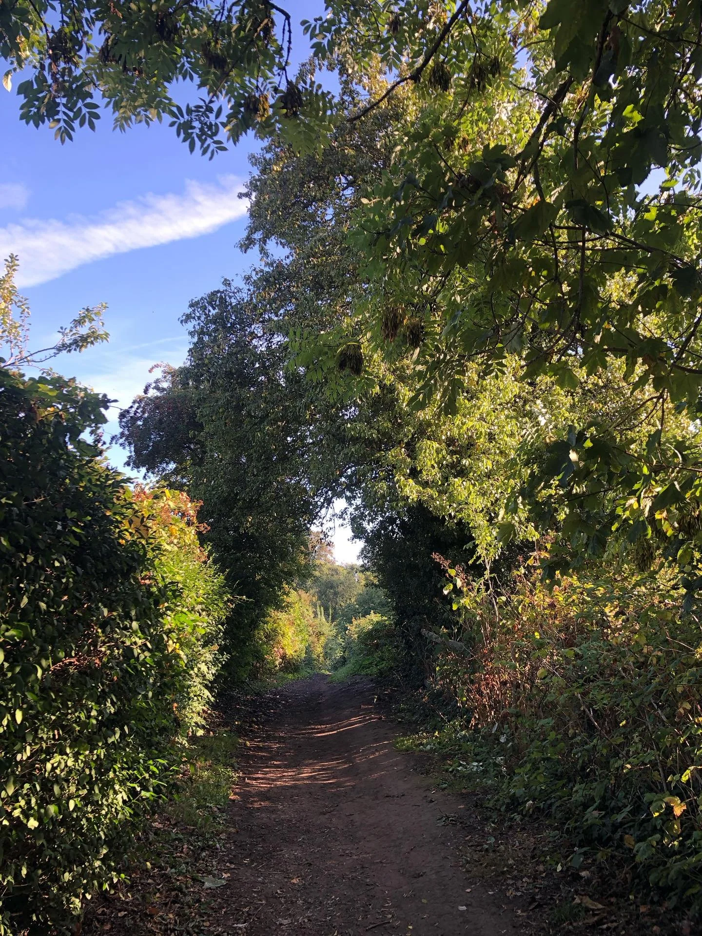 Took the scenic route to work this morning.
Wasn&rsquo;t disappointed.

#york #autumn #allotments