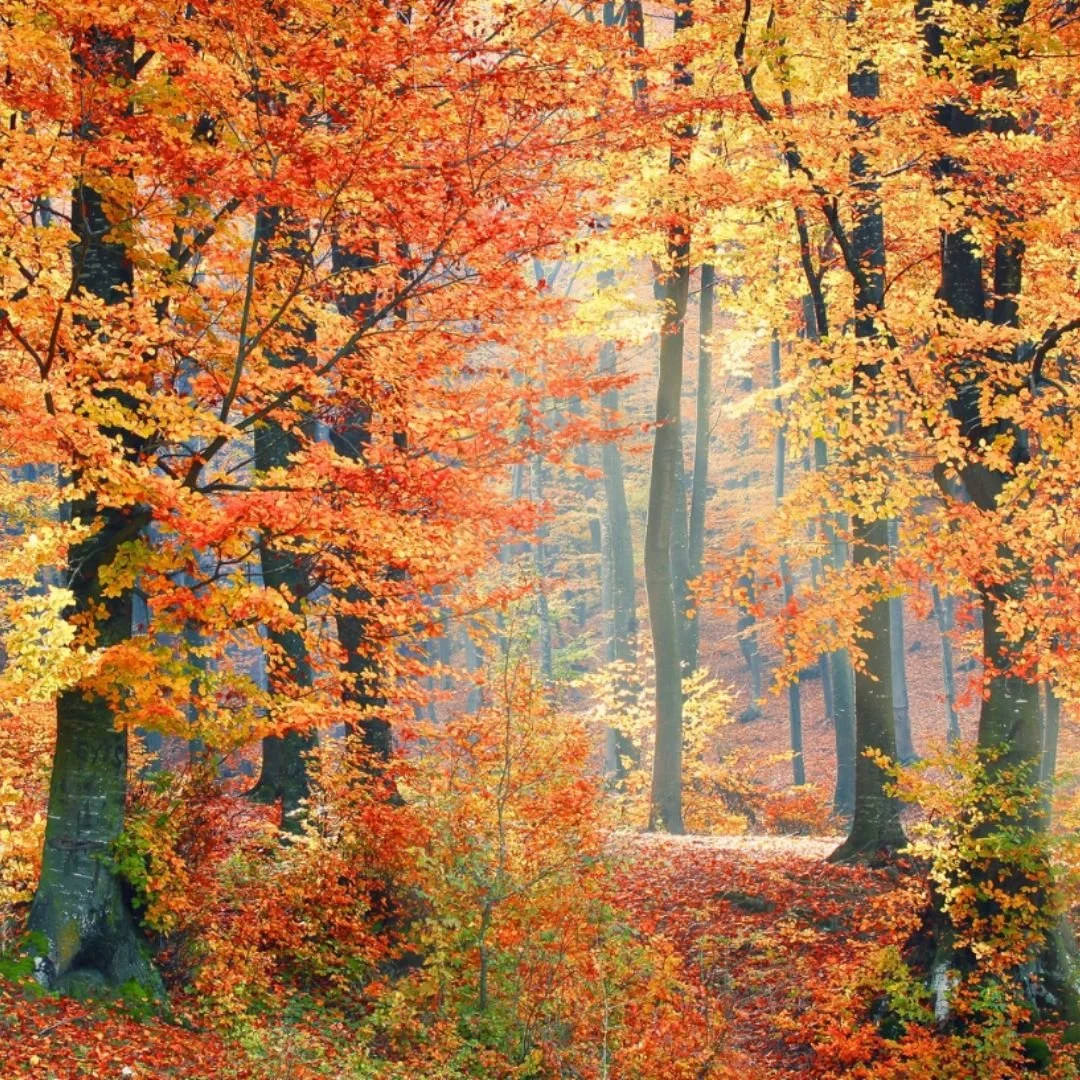 Autumn Equinox Class