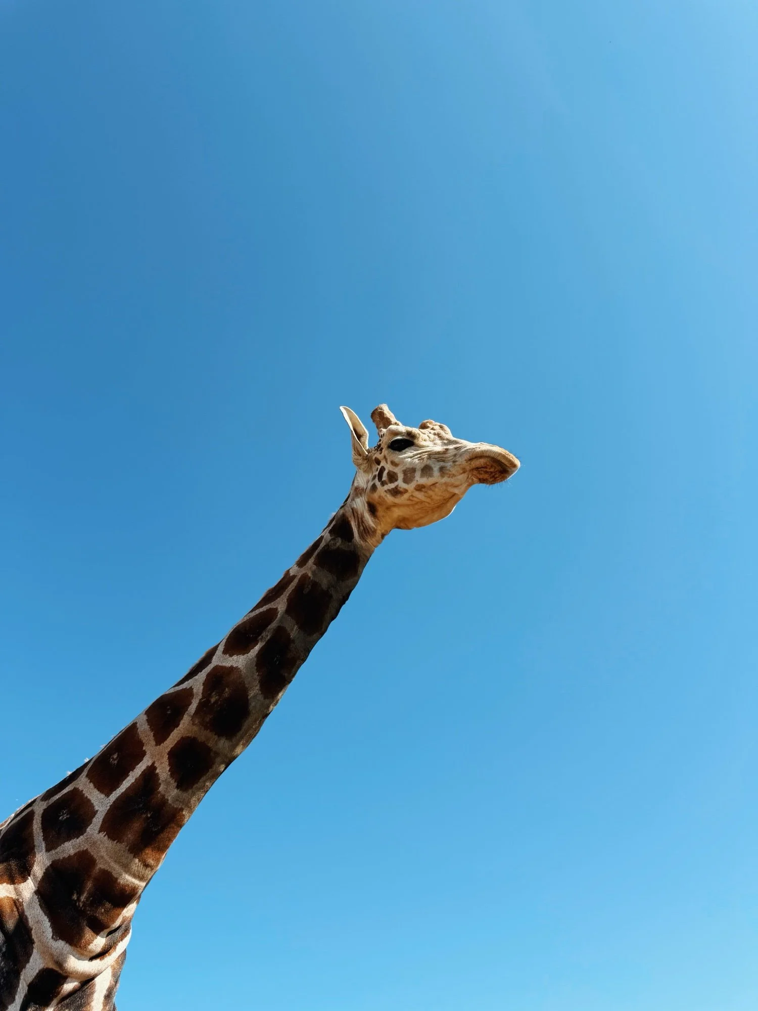 Giraffes at Fossil Rim Wildlife Center, a stop in the Dallas Day Trips Guide