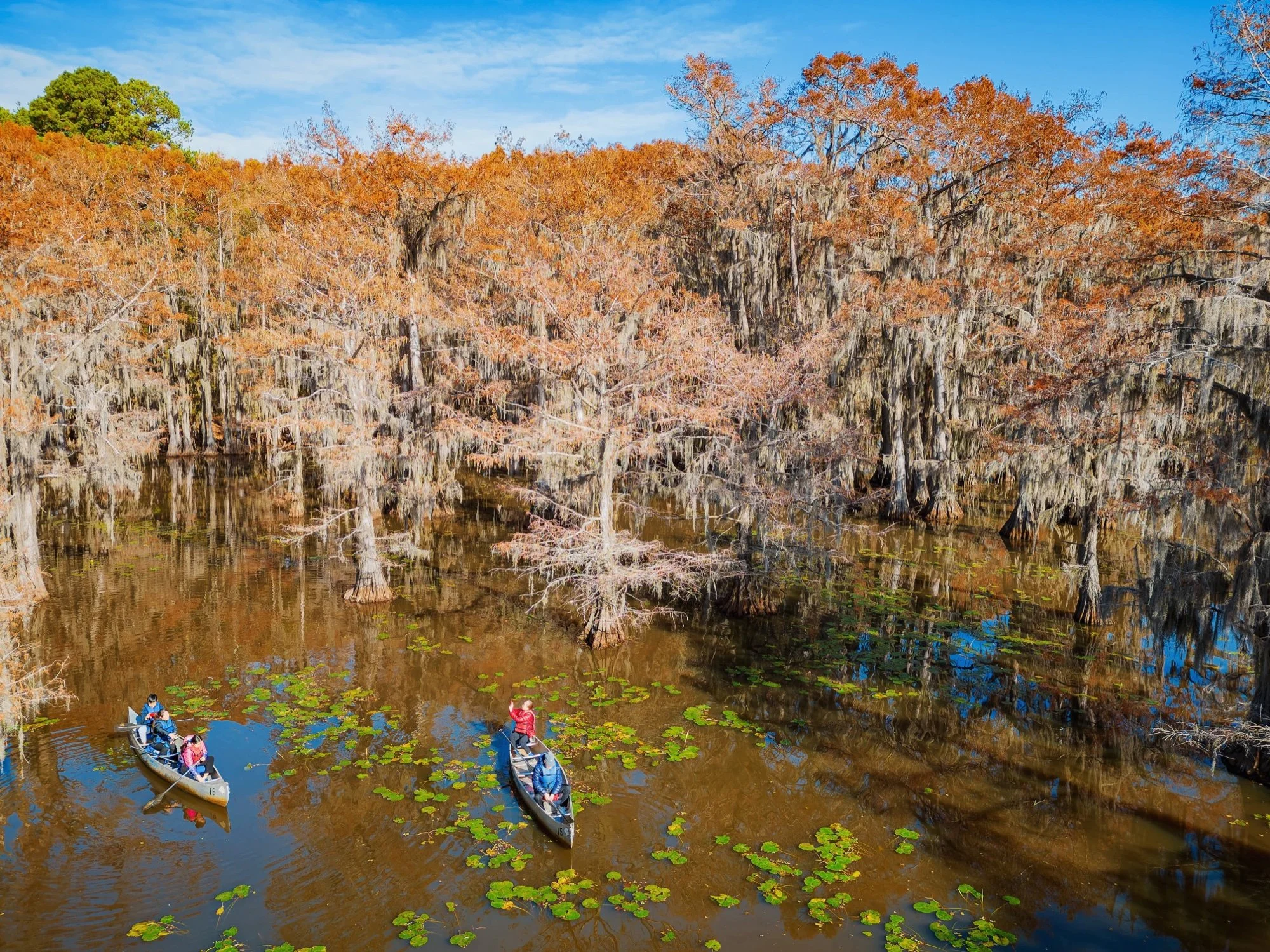 Cypress trees on Caddo Lake, a stop in the Dallas Day Trips Guide