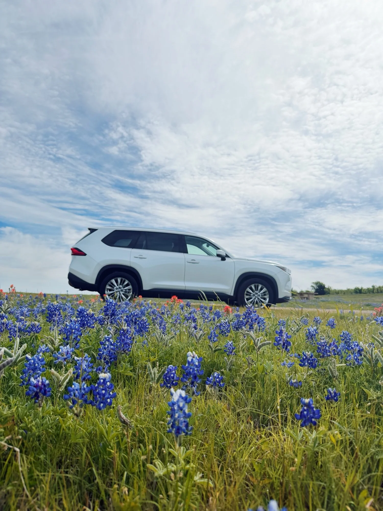 Toyota Grand Highlander parked in a field of Texas bluebonnets