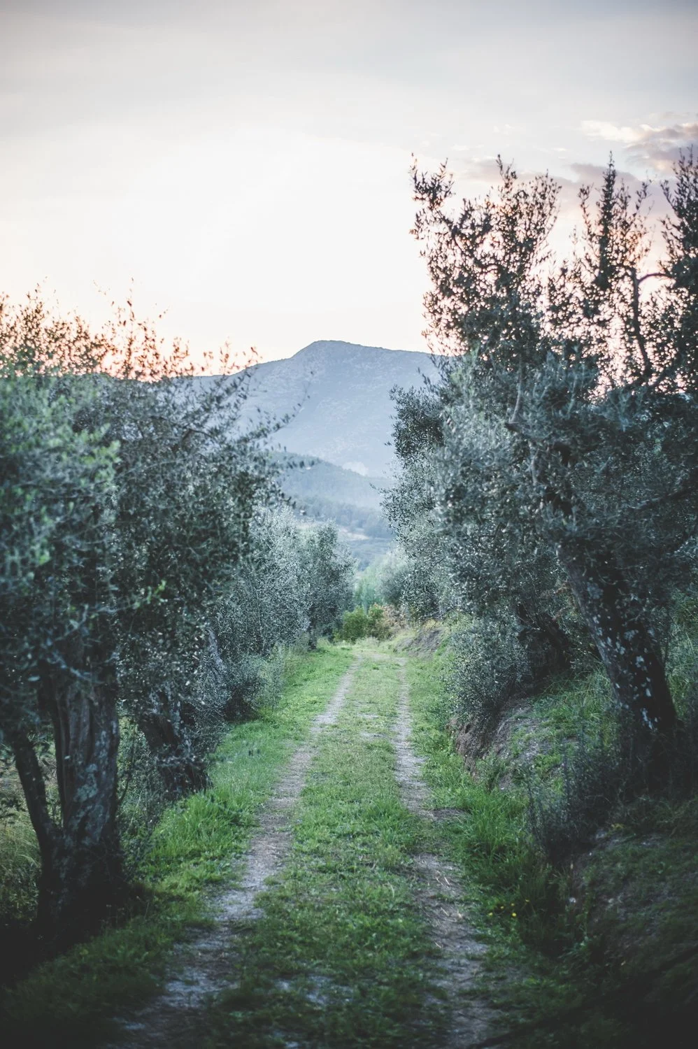olive_grove.jpg