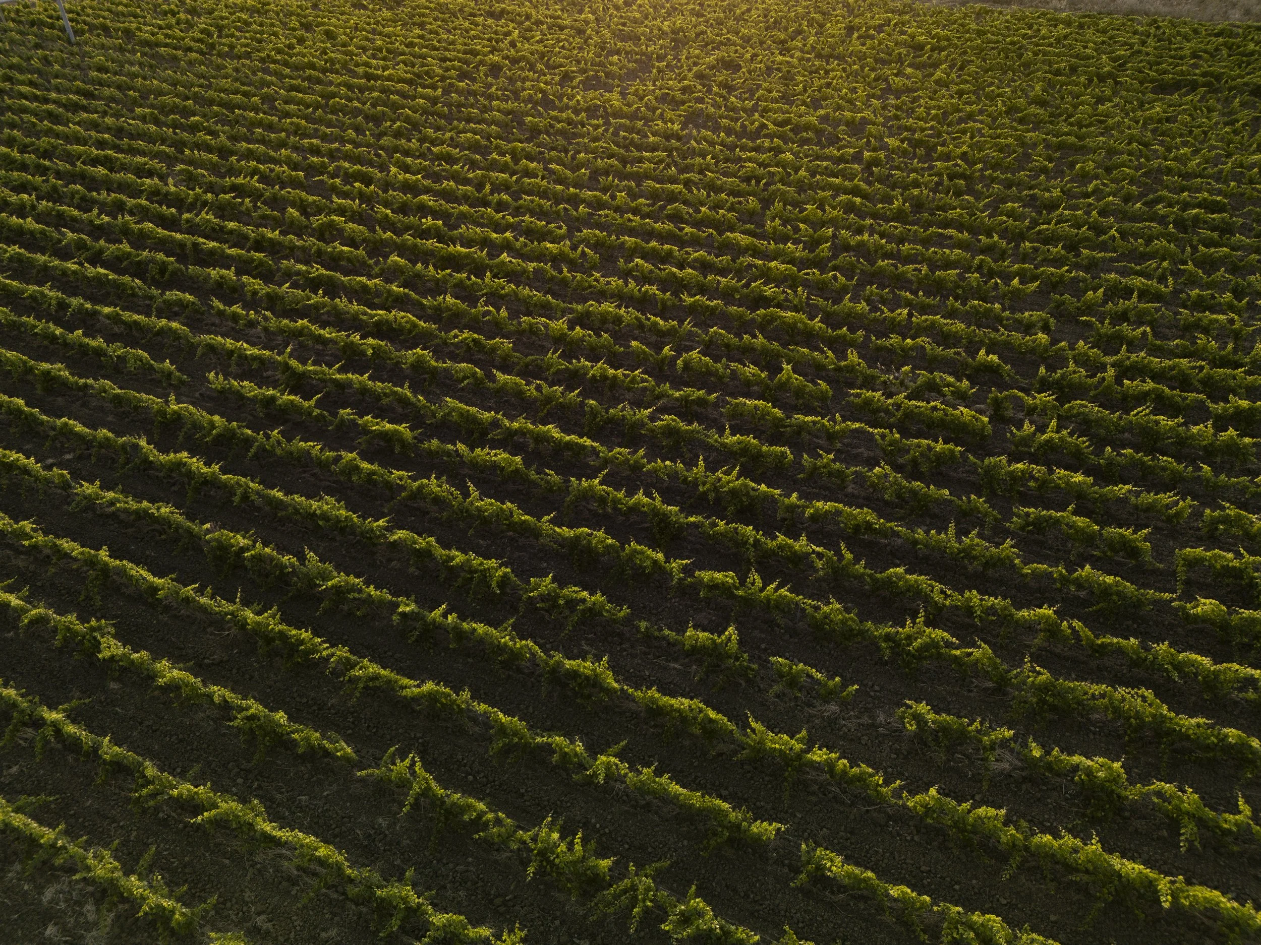 Tenute Baglio Passofondo - vineyards.jpg