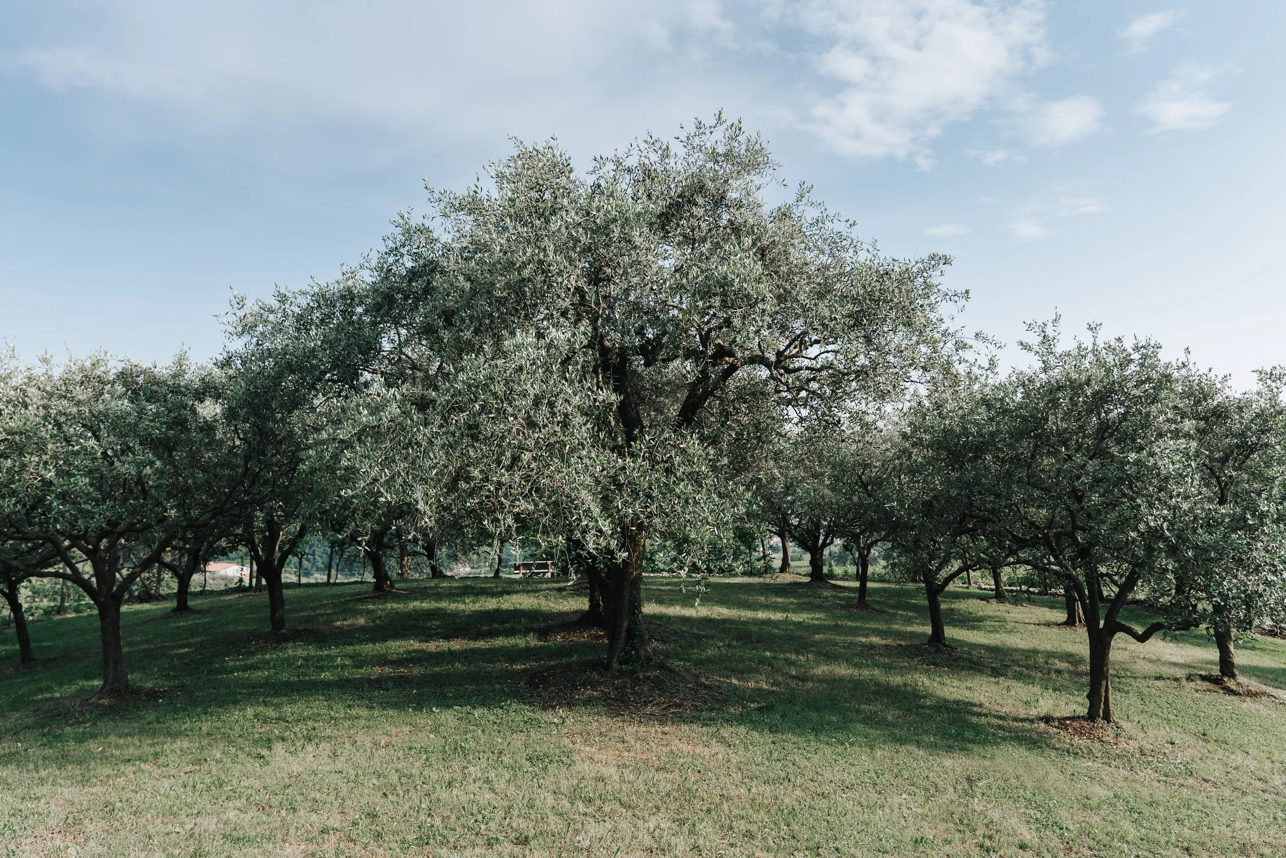 Villa Lorenzi Benati | Vineyard Wedding Venue in Valpolicella.jpg