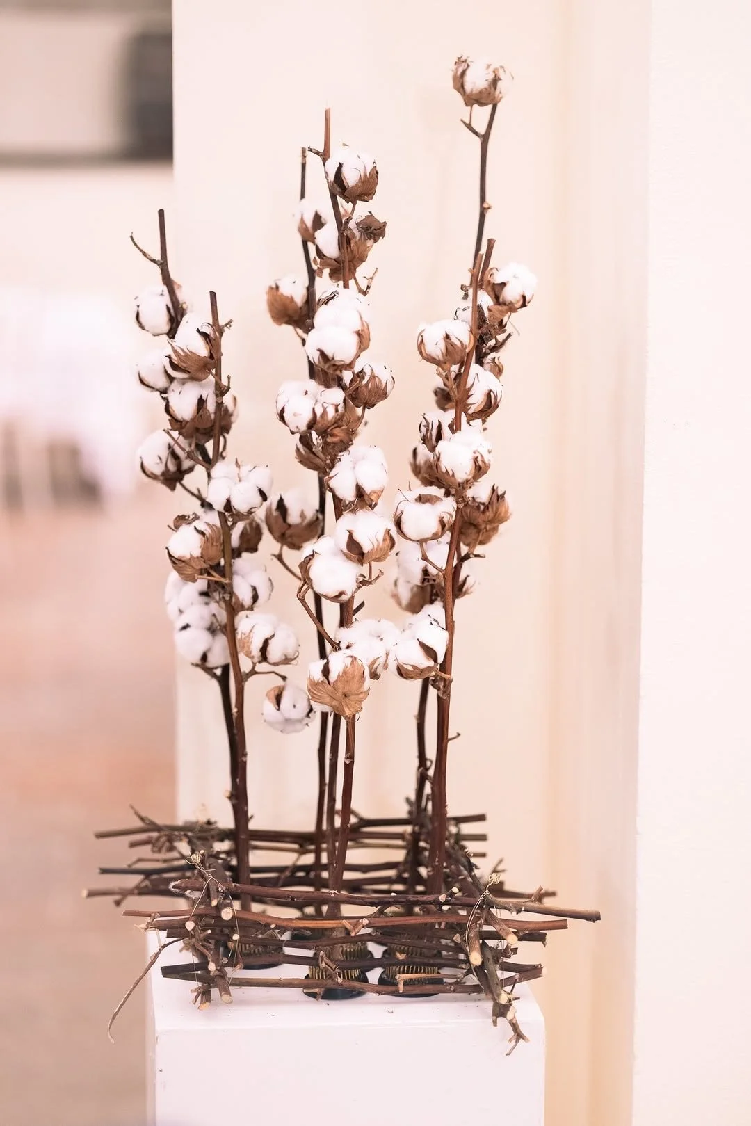 18_Carradori-cotone.jpg