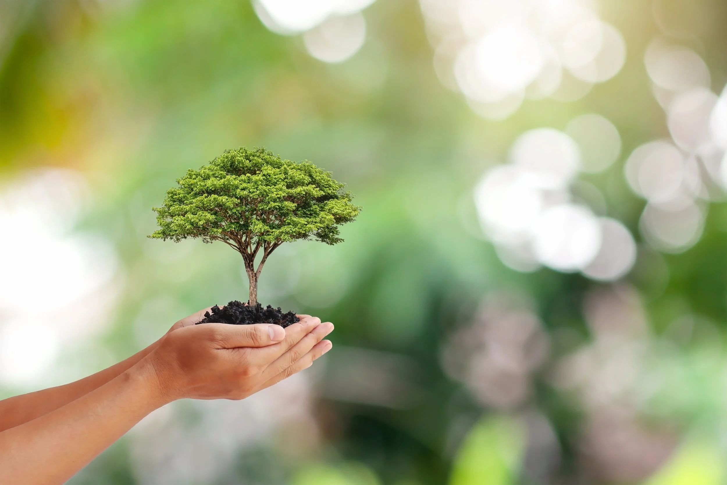 Hands holding a tree
