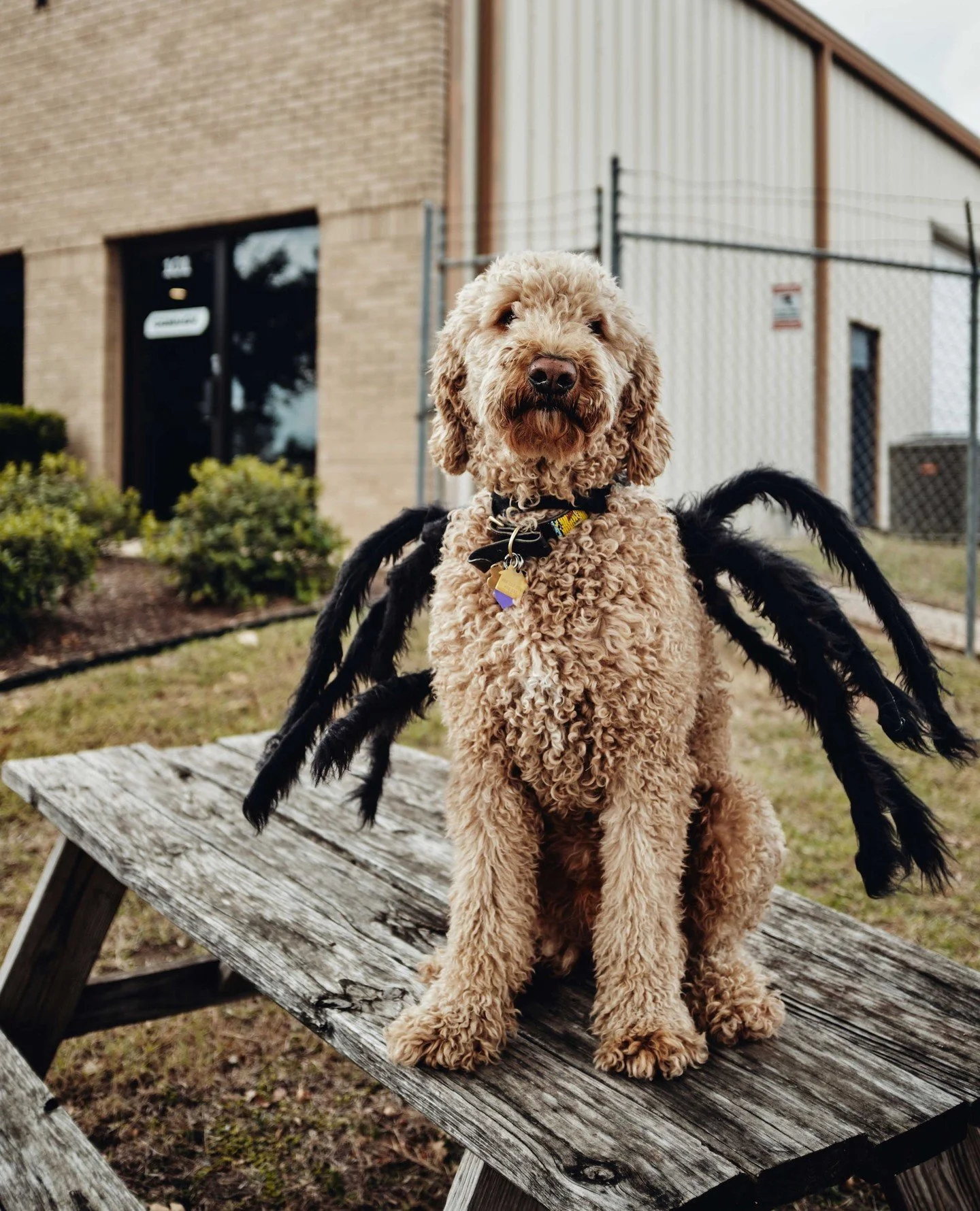 Happy Halloween from Ellis and Henry! 🎃🕷️🕸️