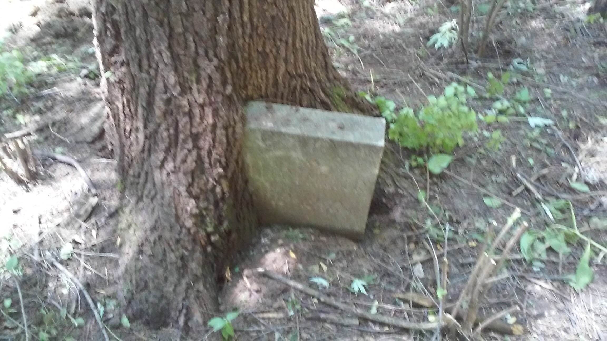 Headstone in Tree - wanda brandon.jpg