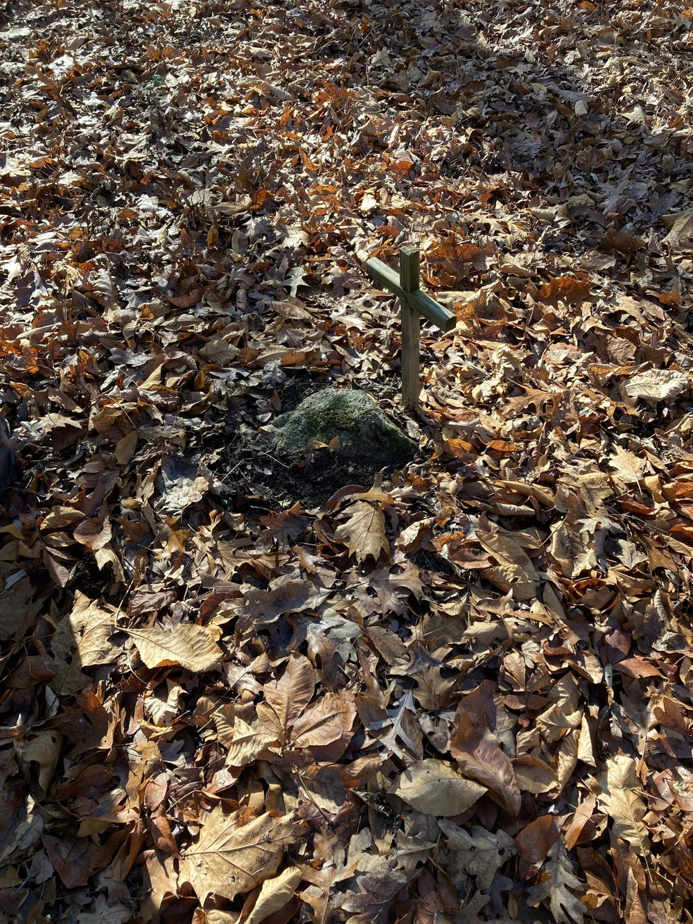 WINTERPOCK2.21jpeg - Elizabeth Harris.jpeg