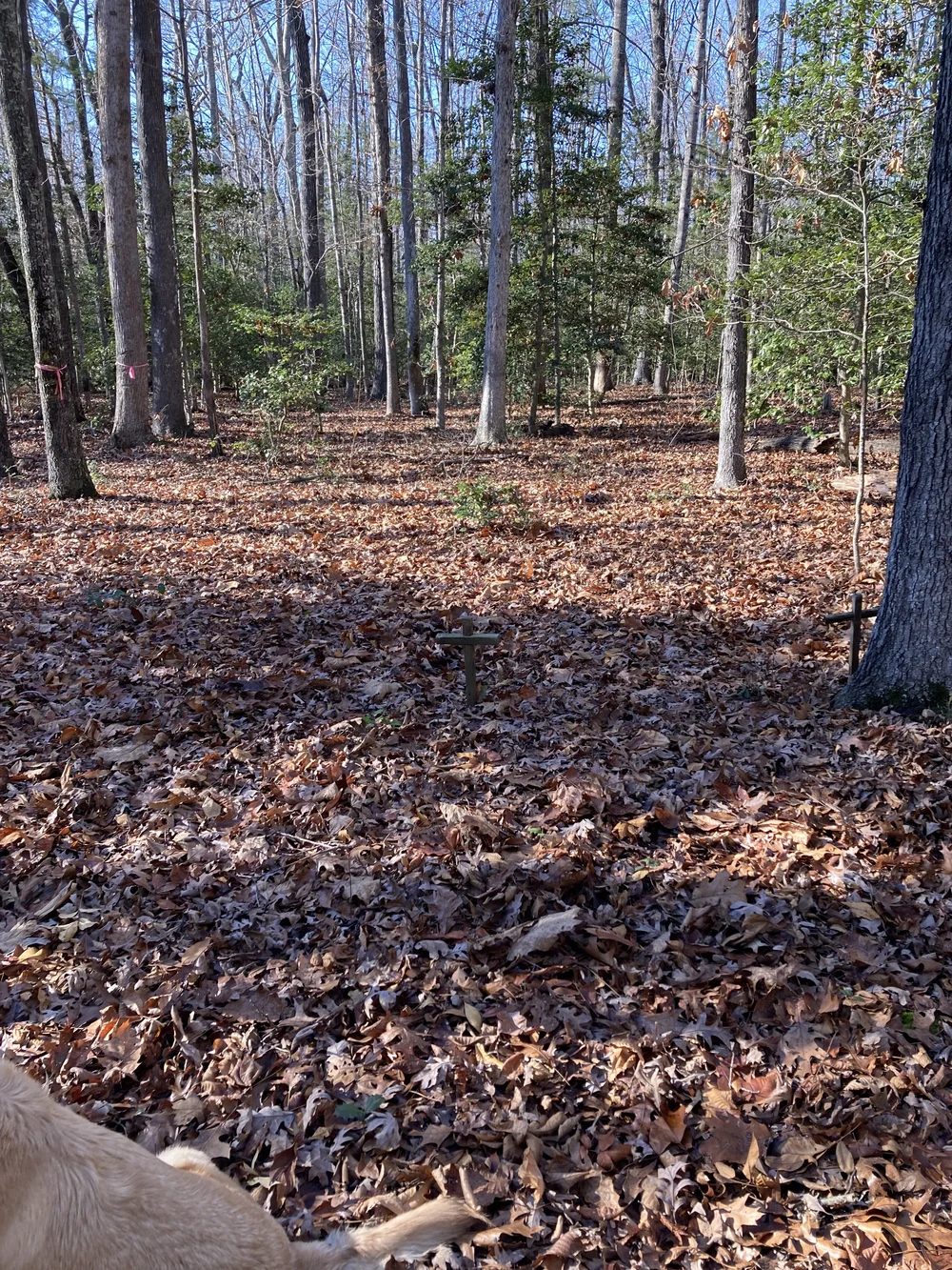 WINTERPOCK1 - Elizabeth Harris.jpeg