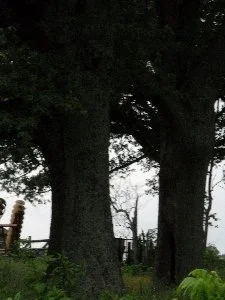 ROSSON2 - John Moore.jpg