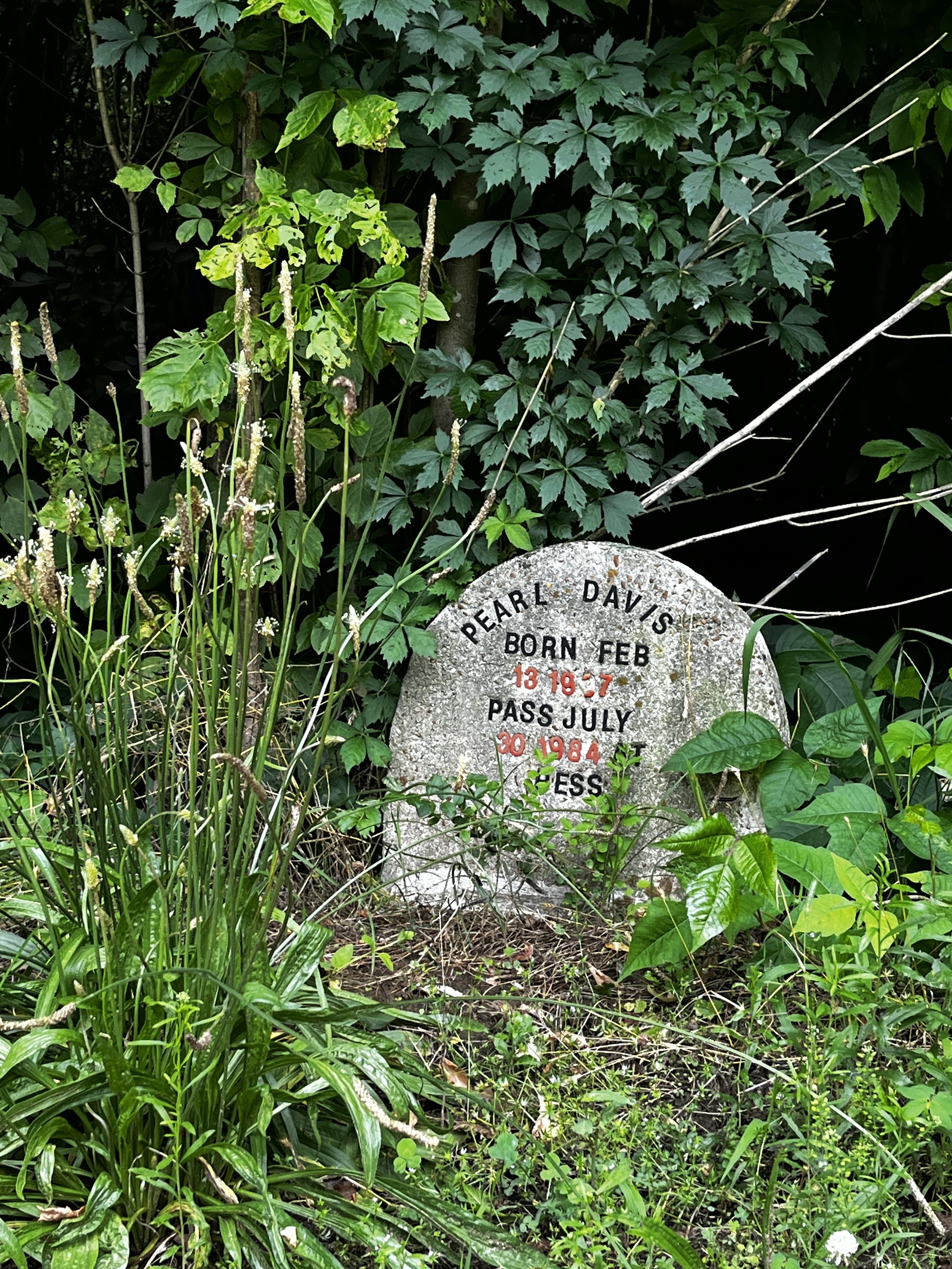 IMG_0561 - Diane Green.jpeg