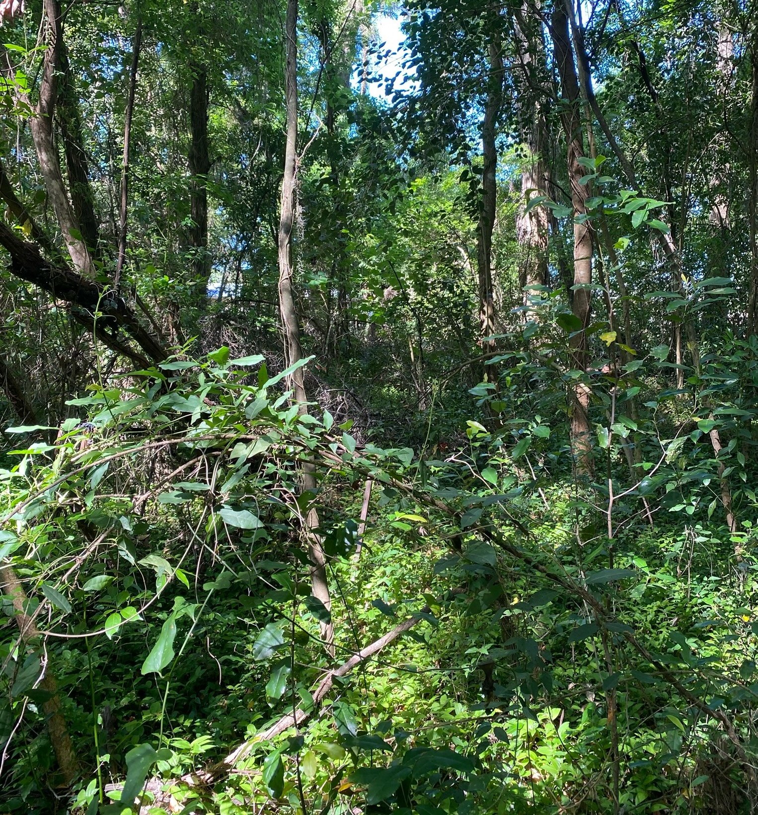 Williams-Crews Cemetery