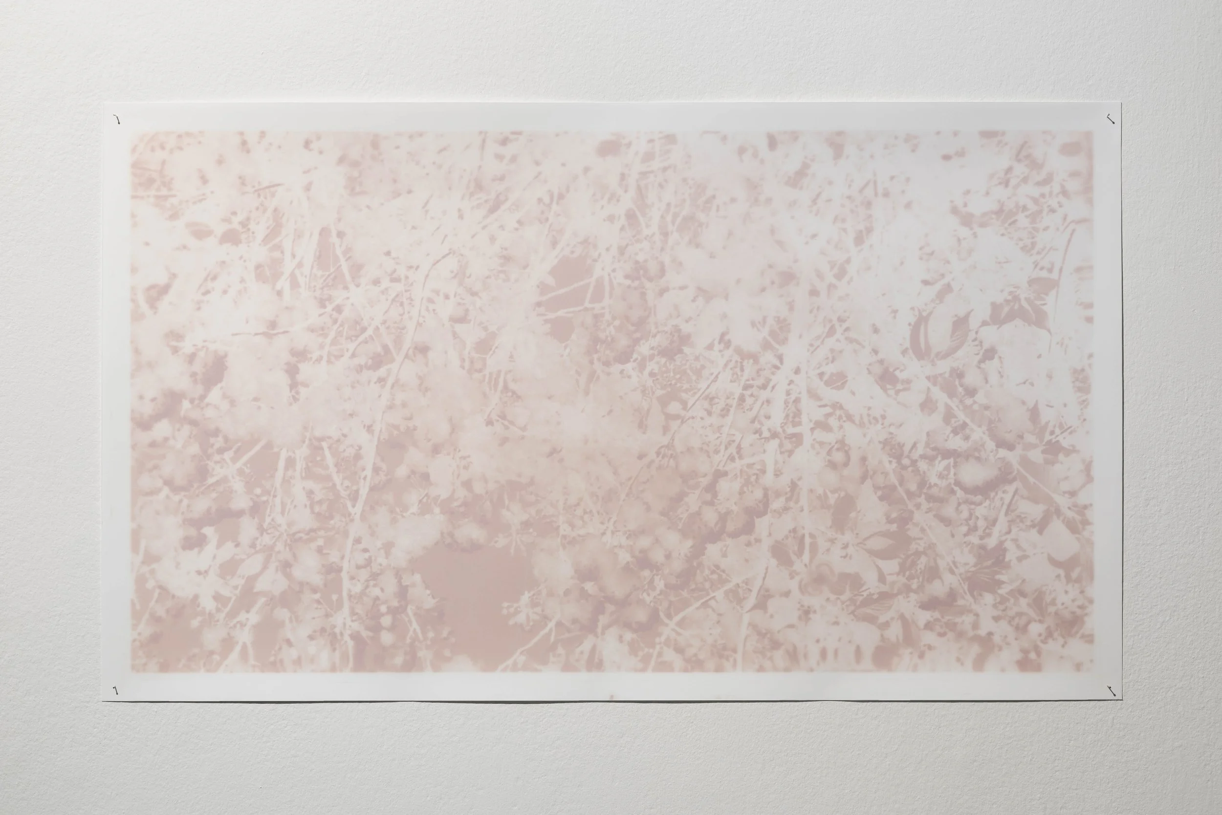 Untitled (Video Still II), 2026, Fomaspeed Variant III black and white photographic paper, steel pins.