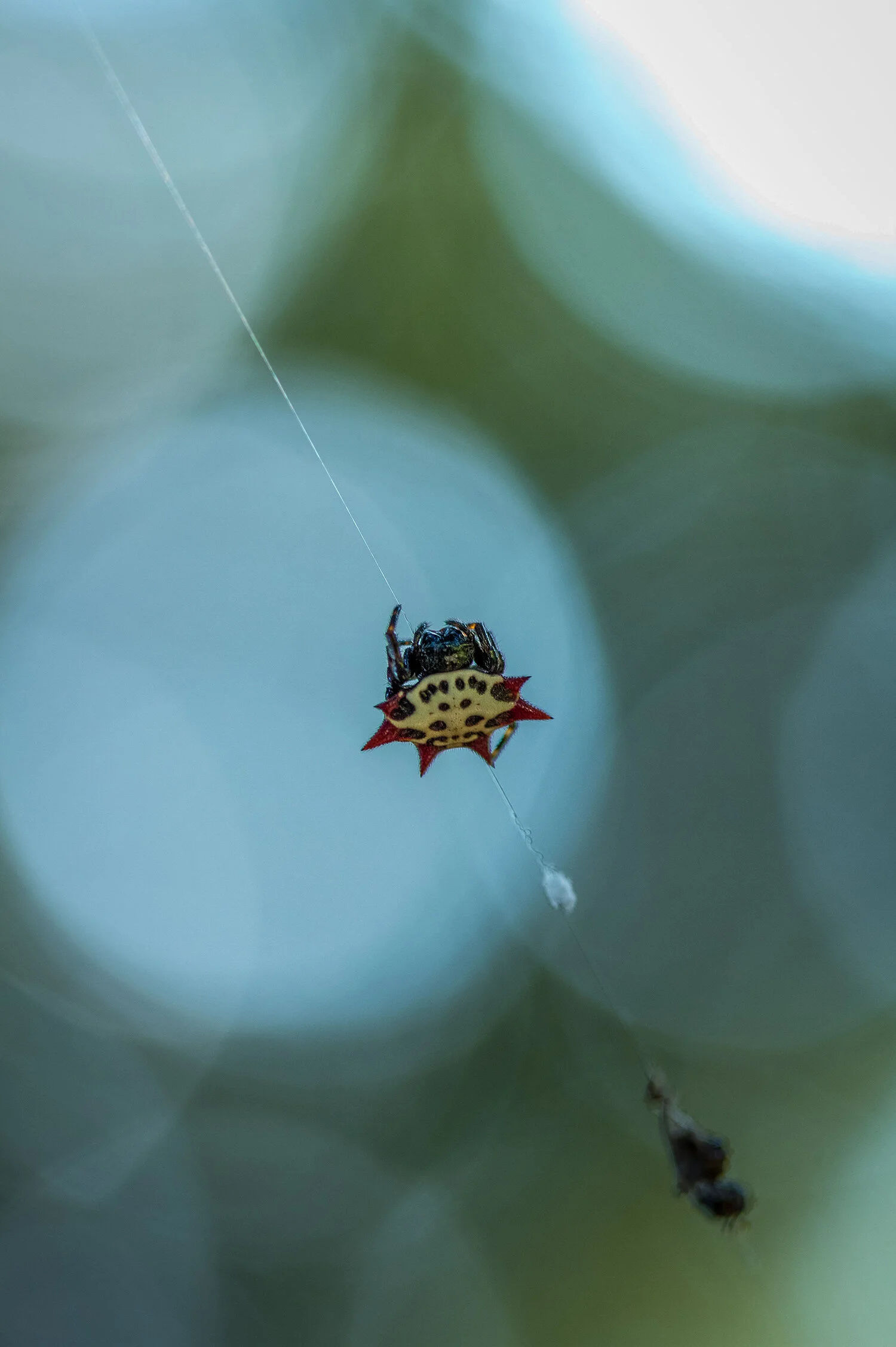 Spinybacked Orb Weaver