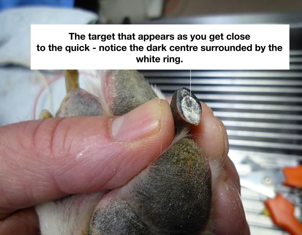 How To Find The Quick On Black Dog Nails | National Canine Research  Association Of America