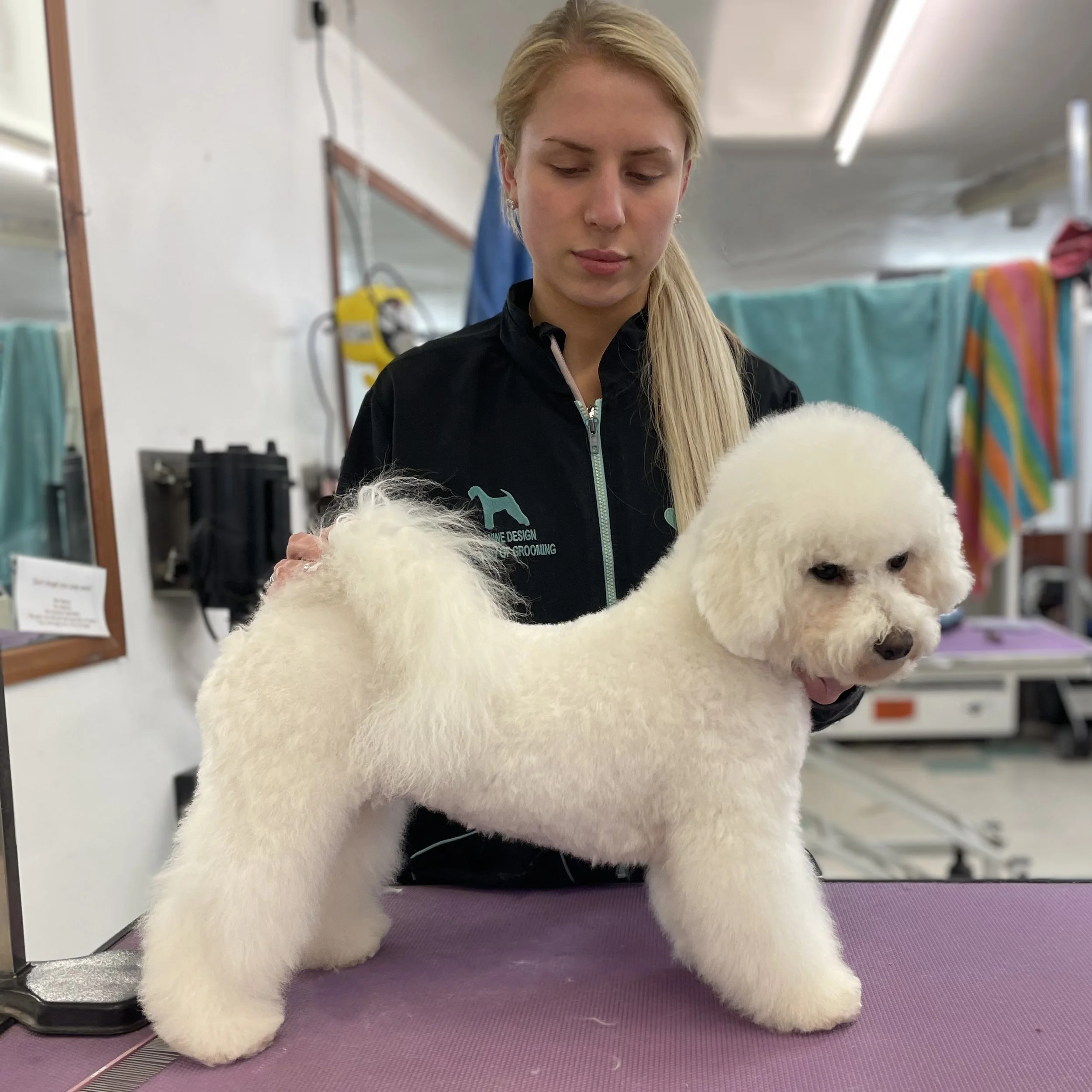 Breed Focus Bichon Frise Canine Design Academy