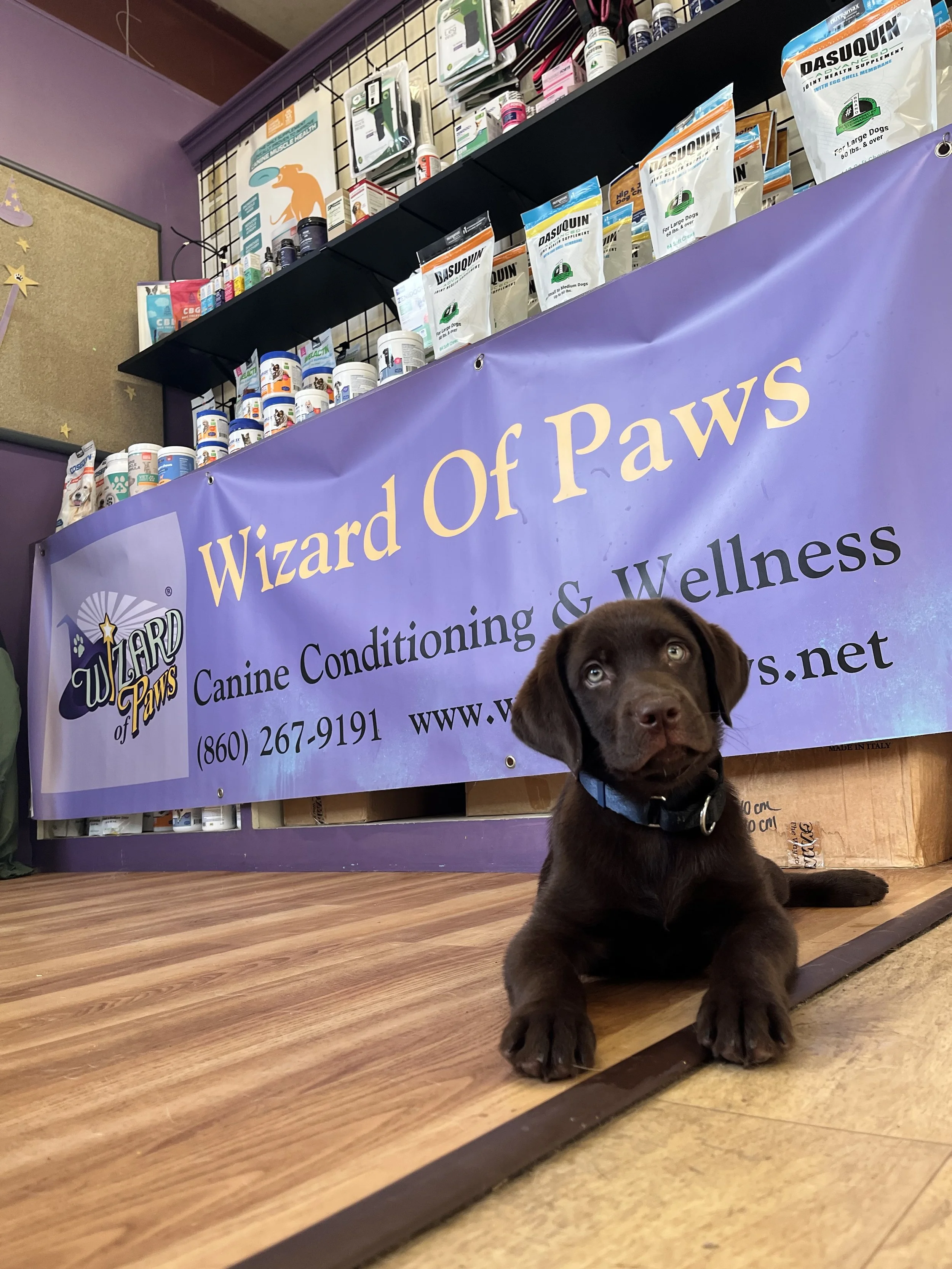 Wizard of Paws | September 12 2025