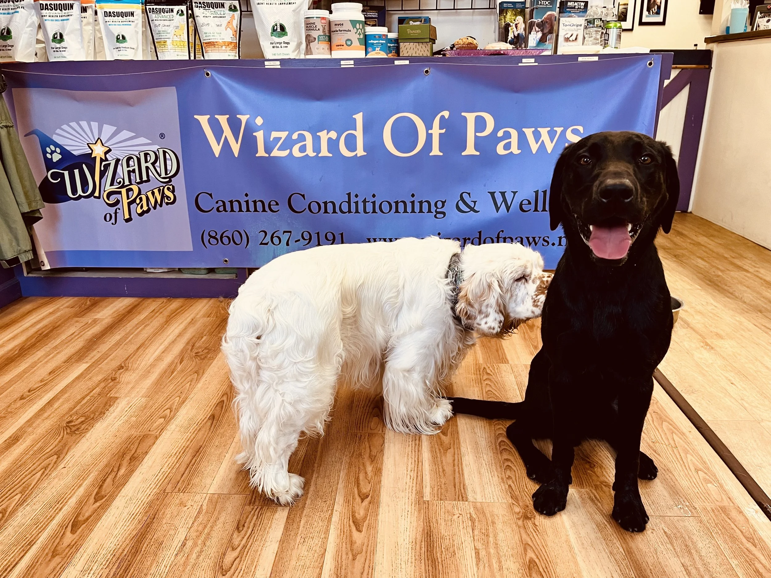 Wizard of Paws | August 22 2025