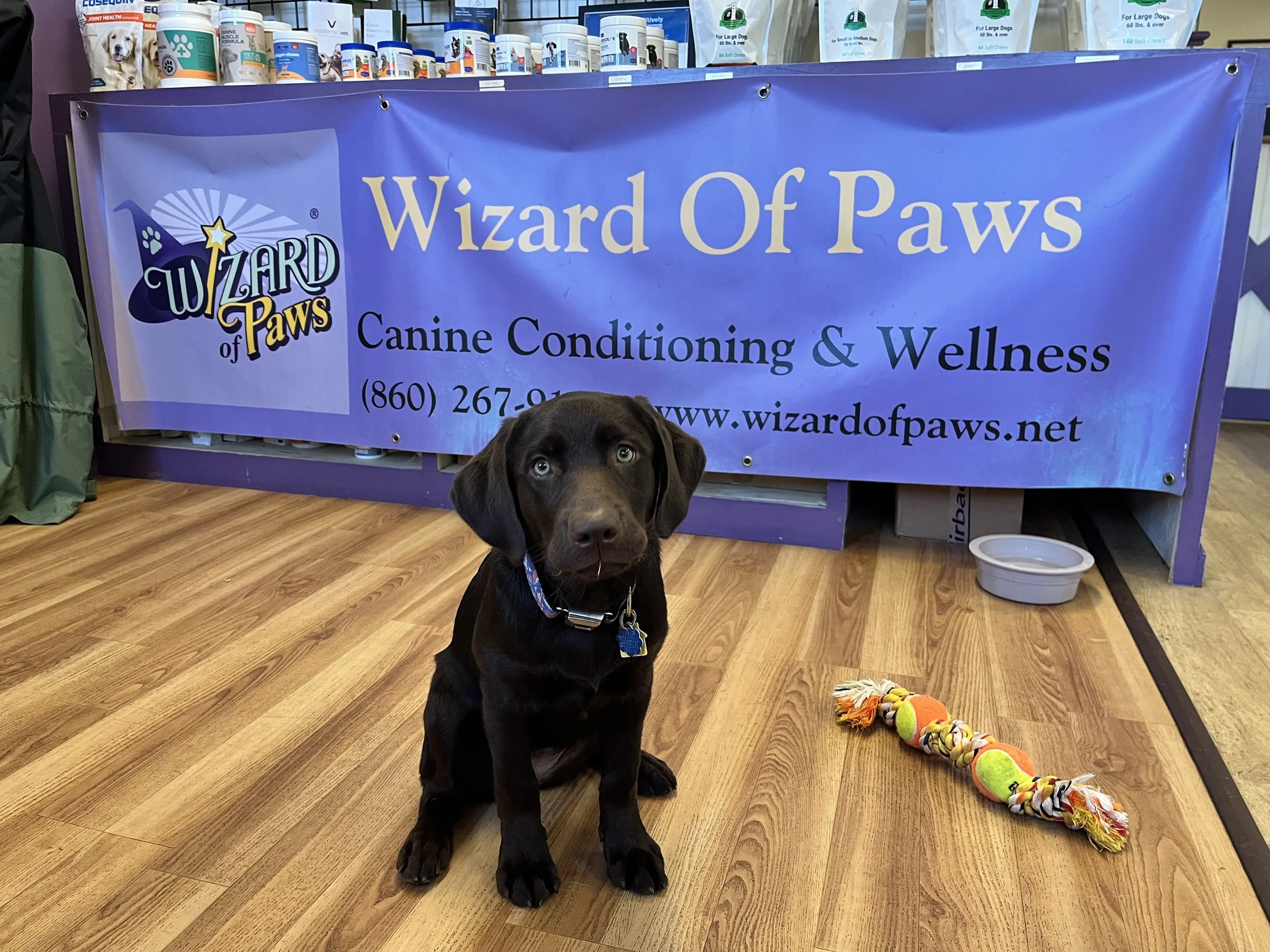 Wizard of Paws | December 12 2025