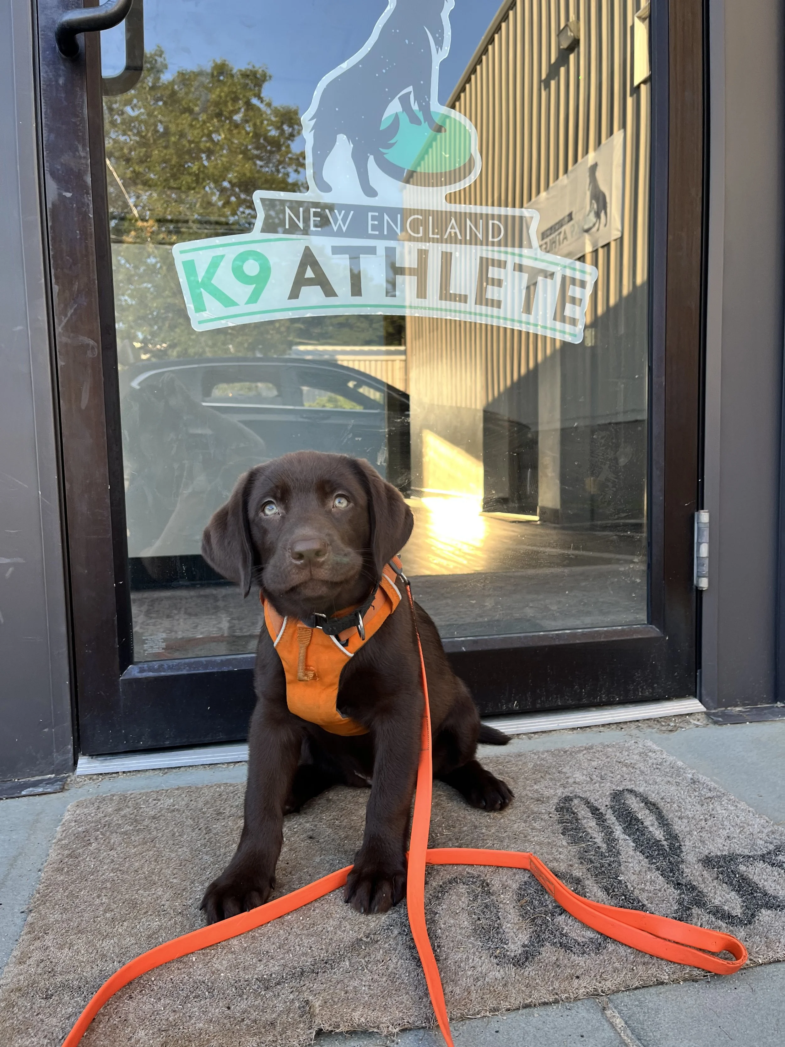 New England K9 Athlete | November 9 2025