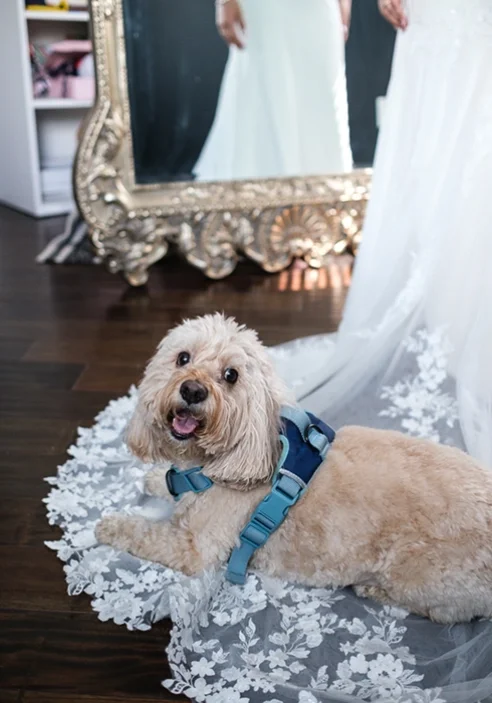 Isabel & Patrick’s City Hall Wedding