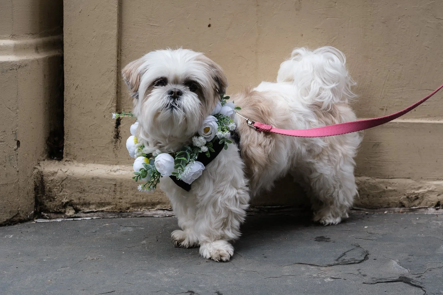 Isabel & Patrick’s City Hall Wedding