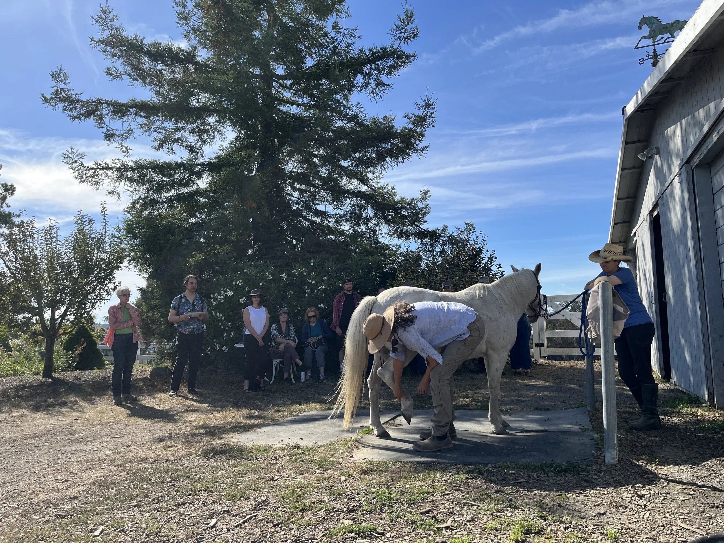 Equine Hanna Somatic Education