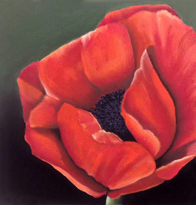 Red Poppy 2