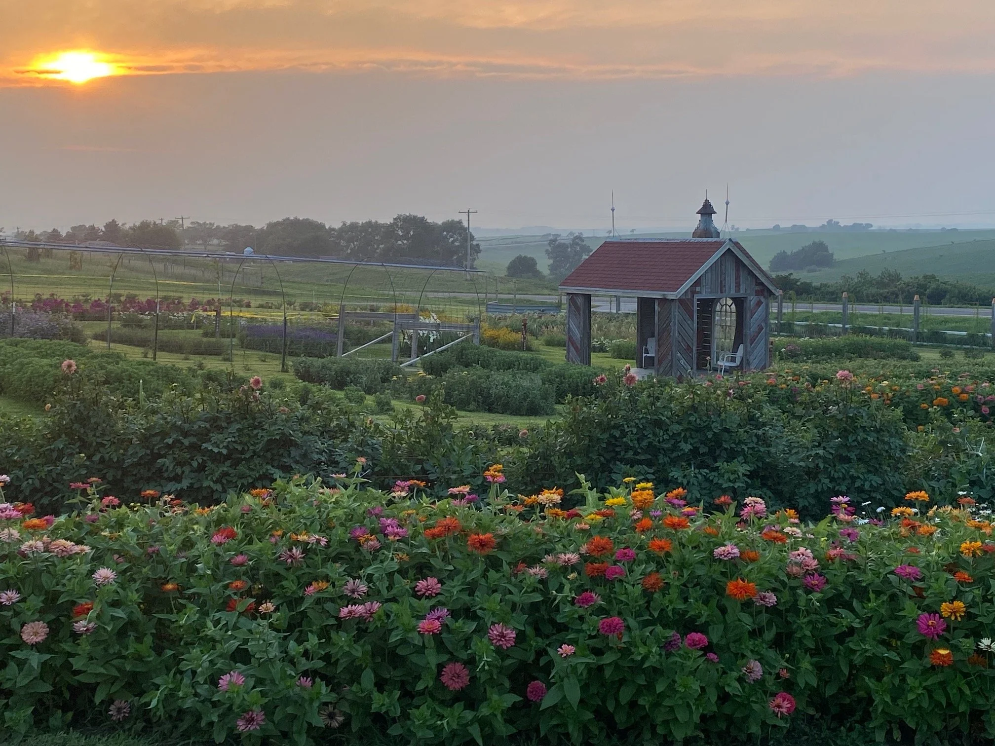 Zinnias at sunset.jpeg