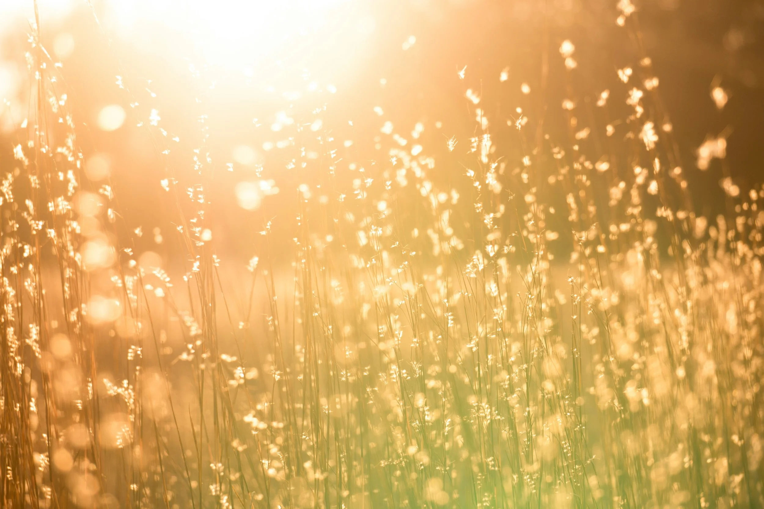 Sunshine Day!