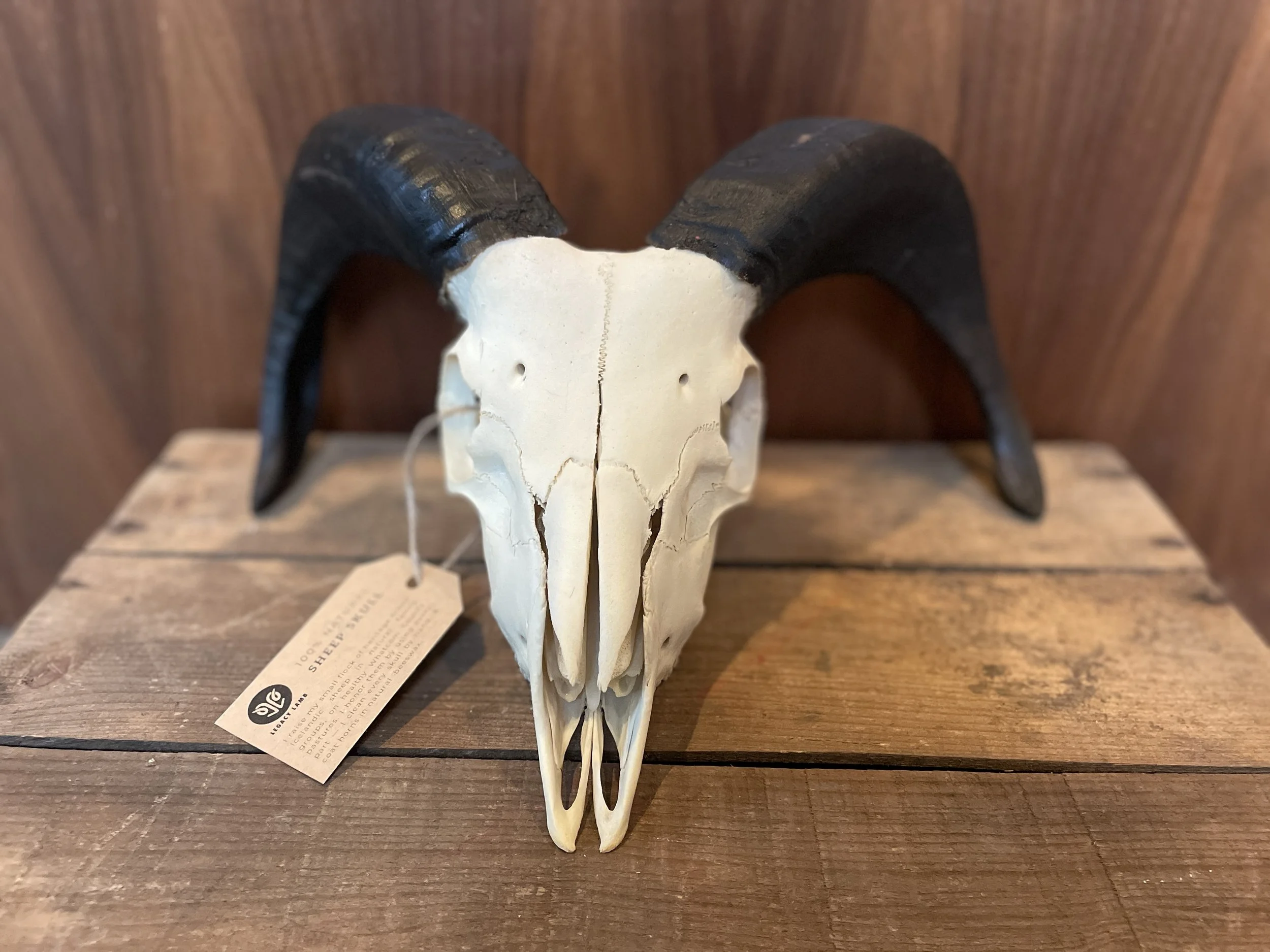 Icelandic Ram Skull — "Rhamnus"