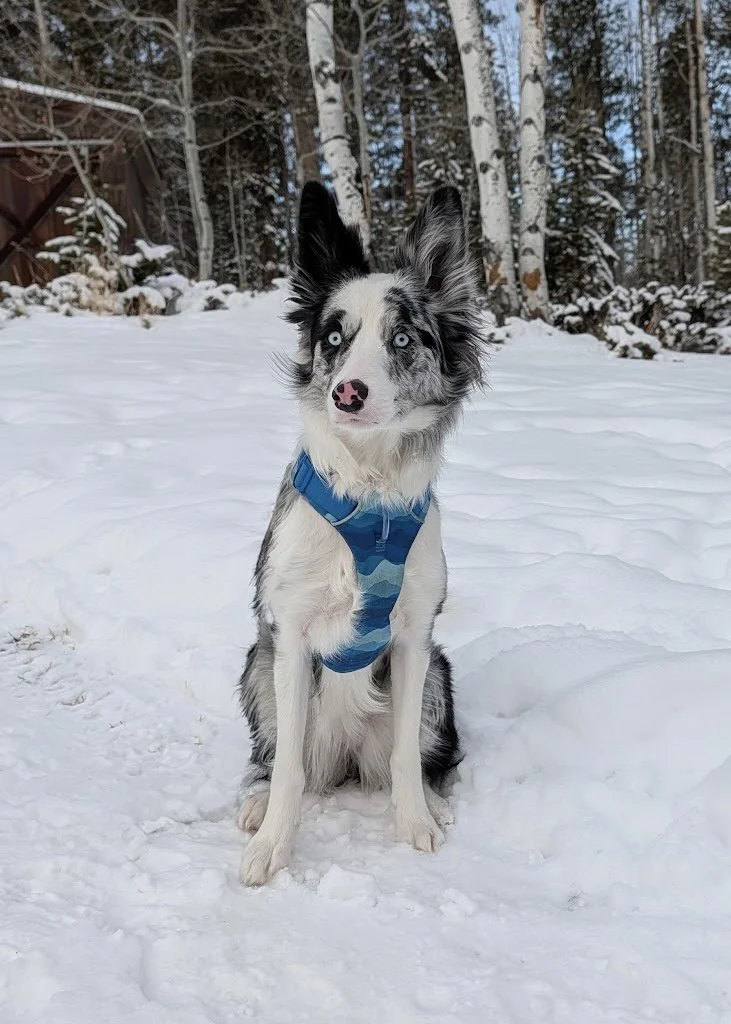 Abbey at 1 years old