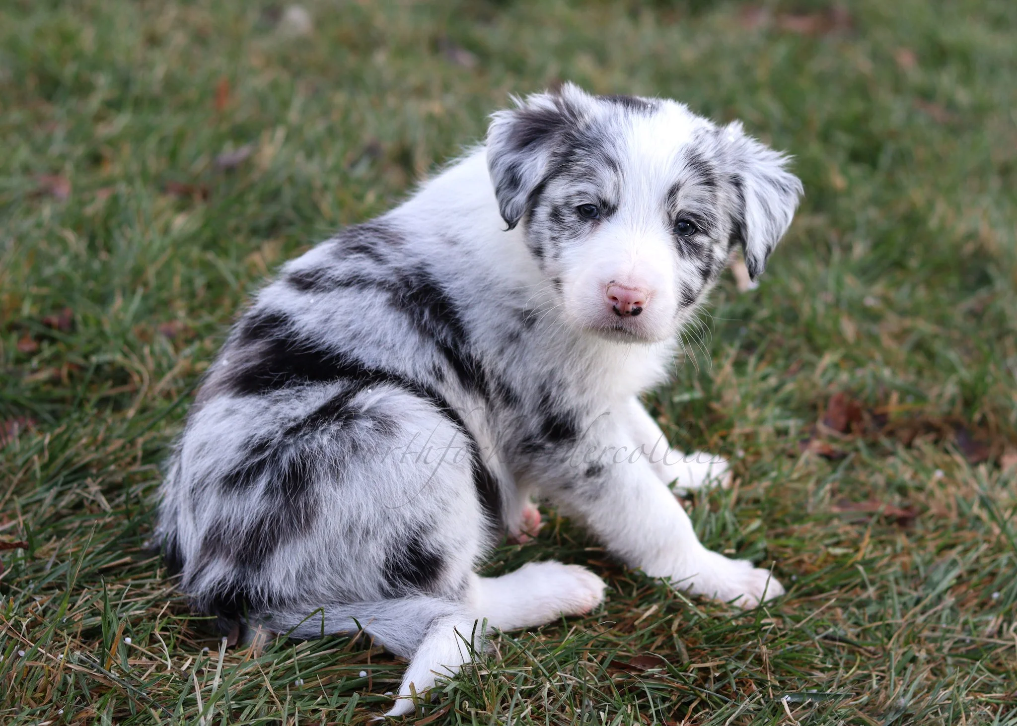 Thresh - blue merle male - 6 weeks old