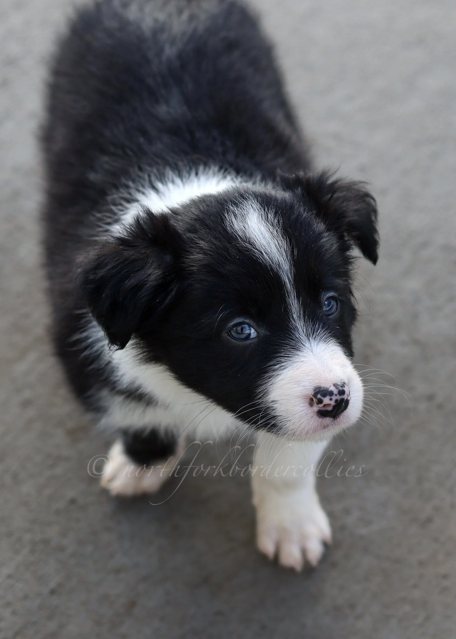 Ashe - black and white female - 6 weeks old
