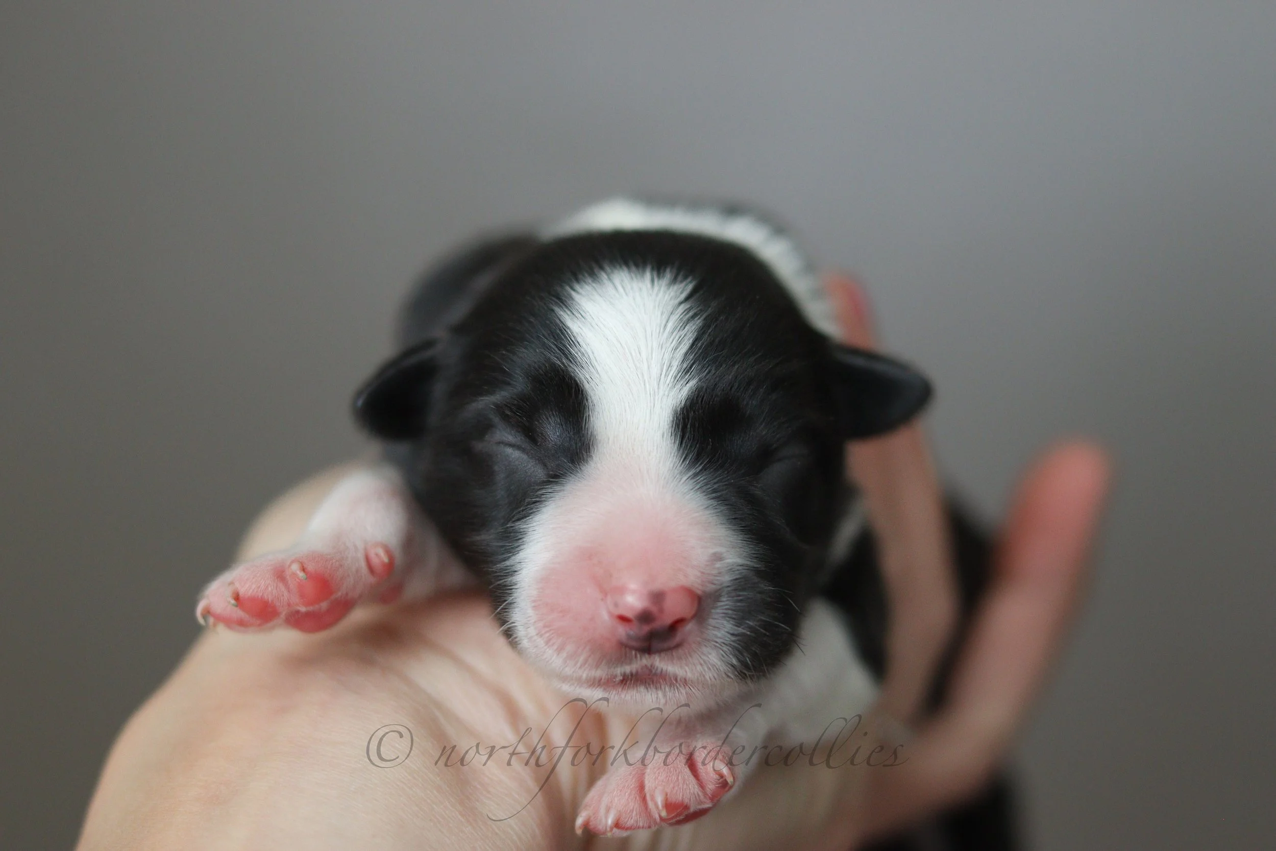 Sith - female - 1 day old