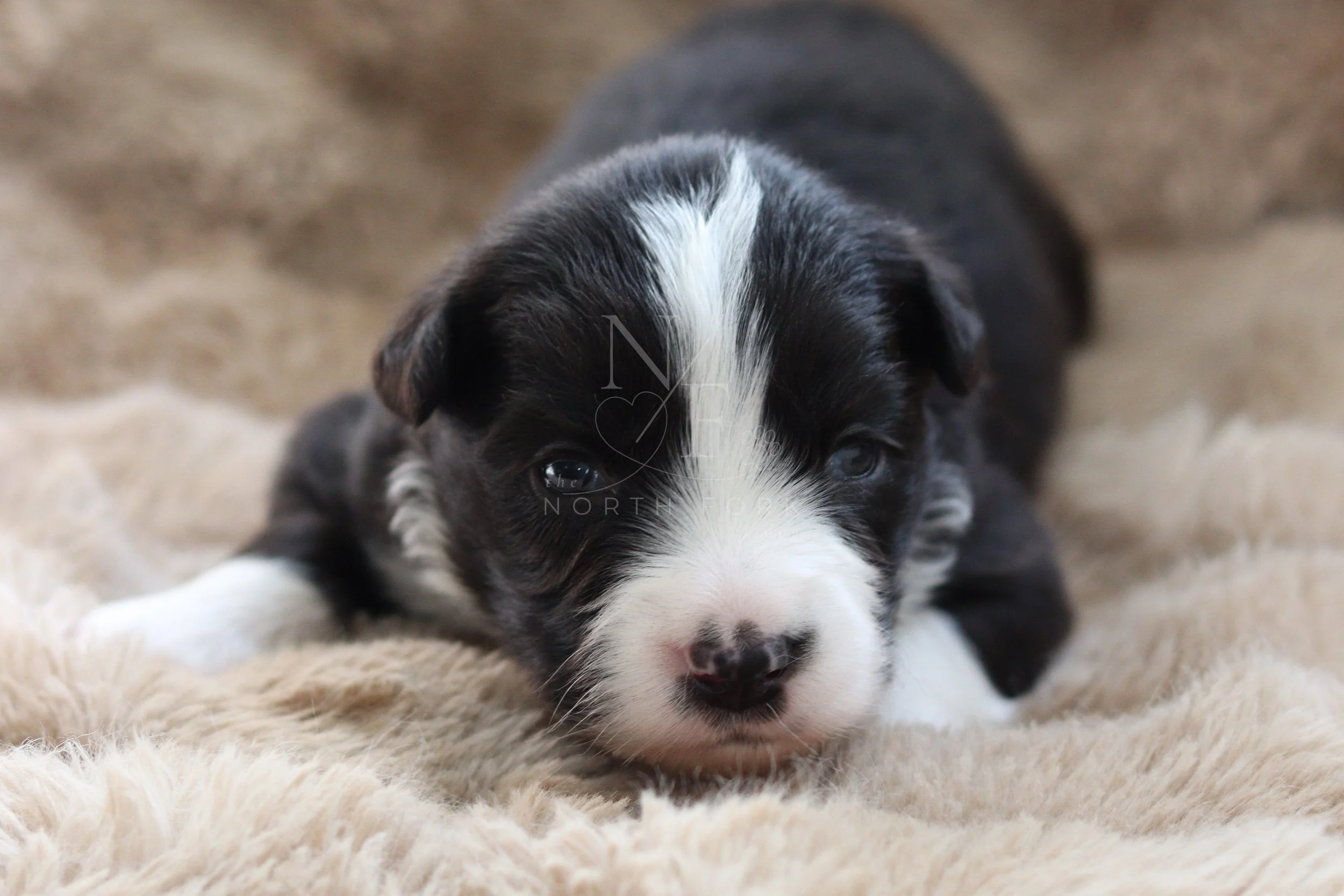 Rebel - female - 2 weeks old
