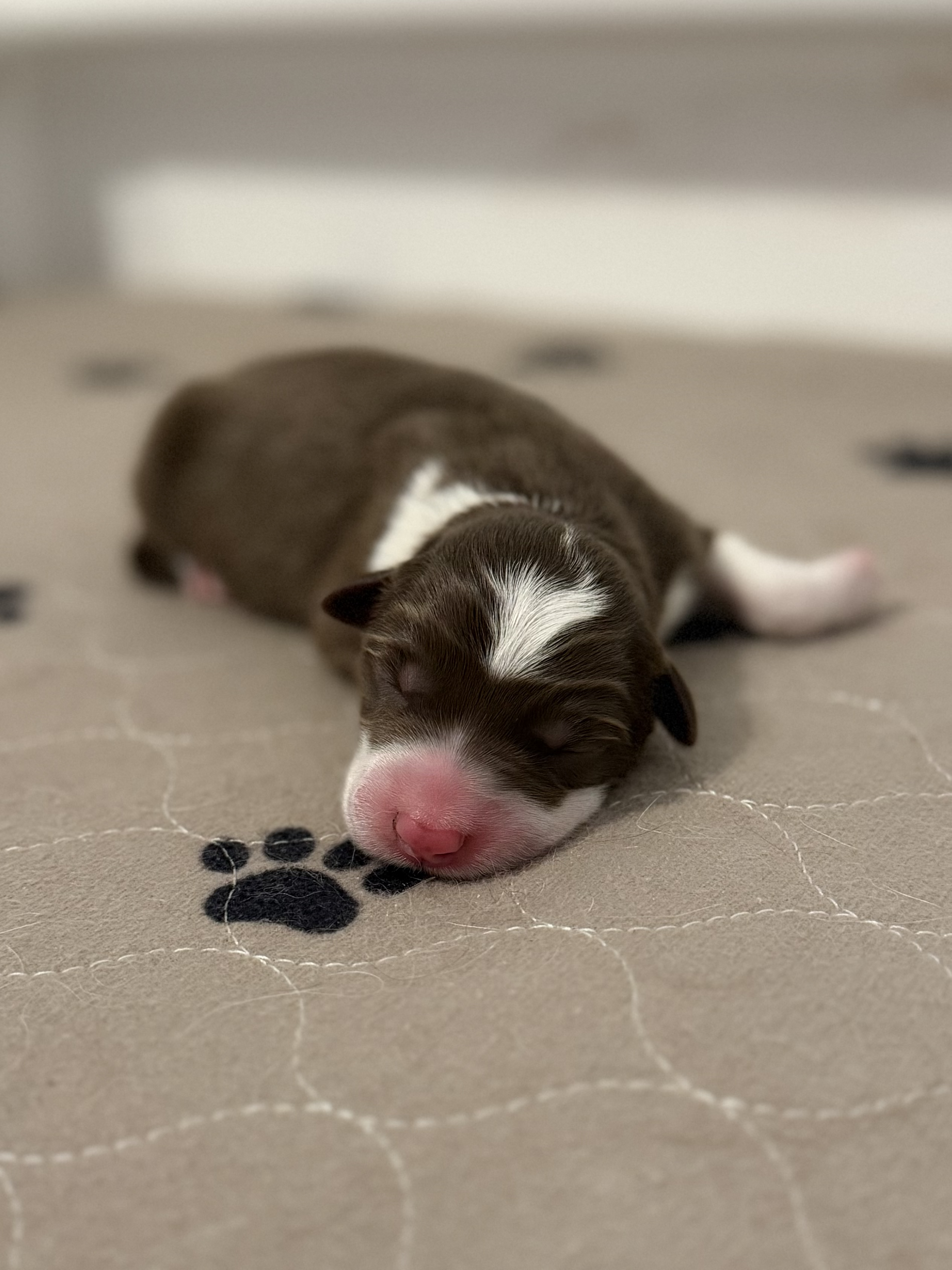 Delta - red and white female - one day old