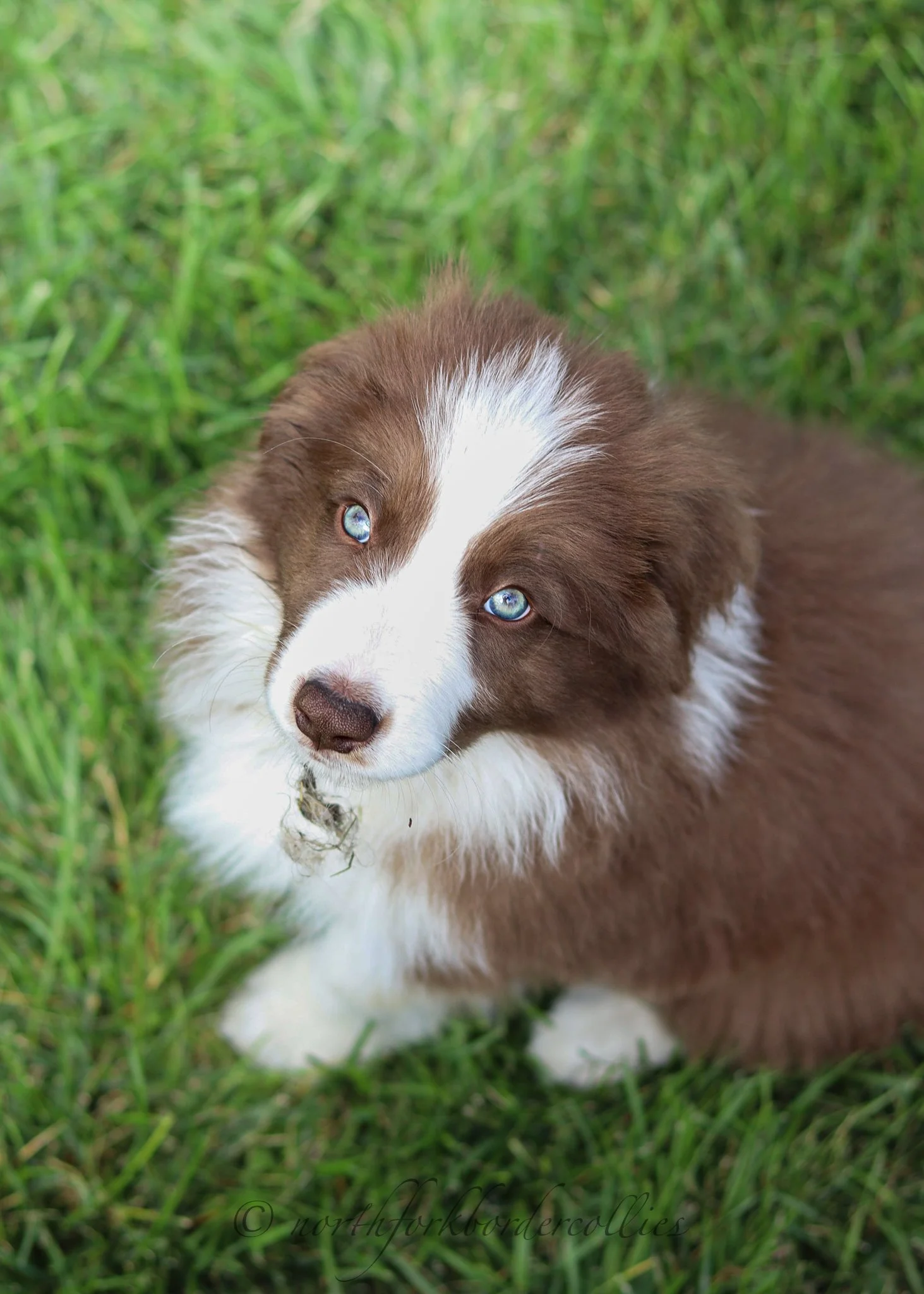 8 weeks old