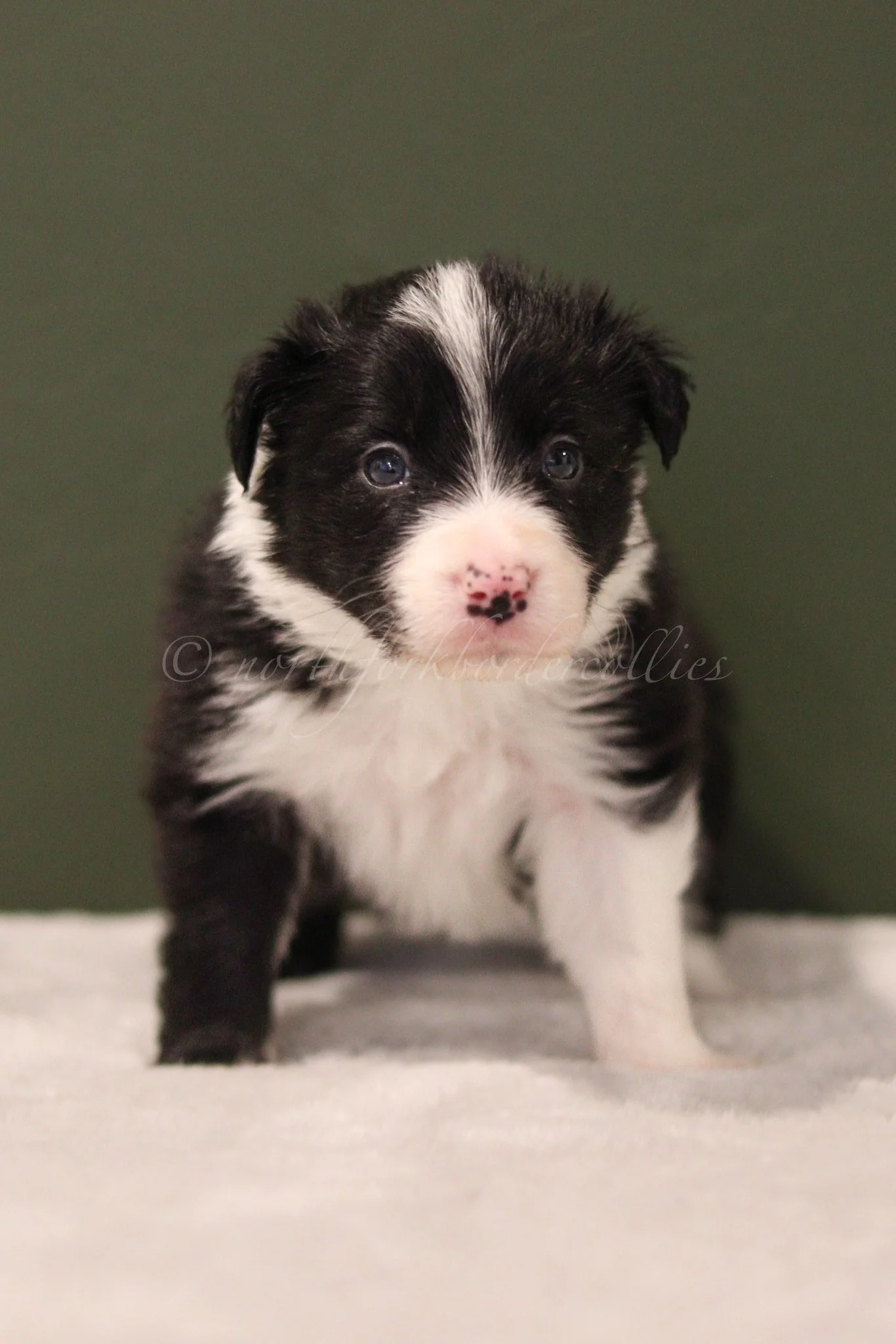 Ashe - black and white female - 4 weeks old